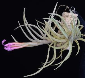 Tillandsia argentina.jpg