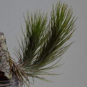 Tillandsia funckiana var. funckiana.jpg