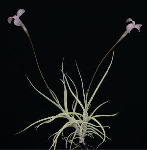 Tillandsia funebris x mallemontii.jpg
