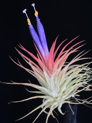 Tillandsia ionantha var. stricta.jpg