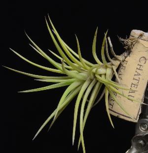 Tillandsia neglecta x tenuifolia.jpg