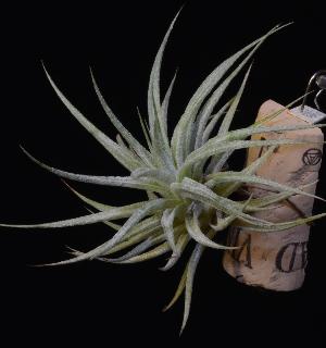 Tillandsia recurvifolia var. subsecundifolia.jpg