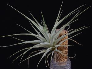 Tillandsia stricta.jpg