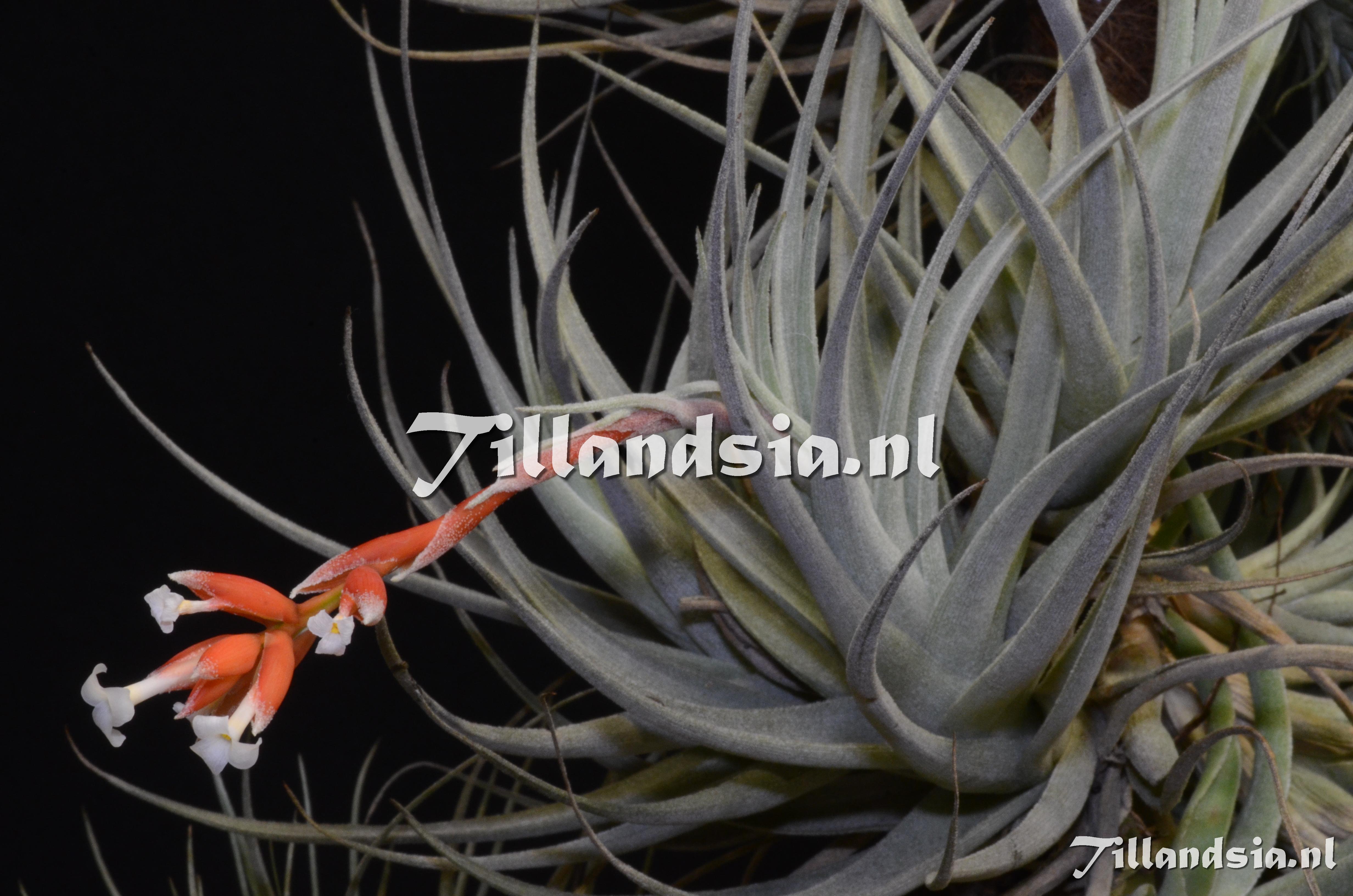 1023 Tillandsia subsecundifolia