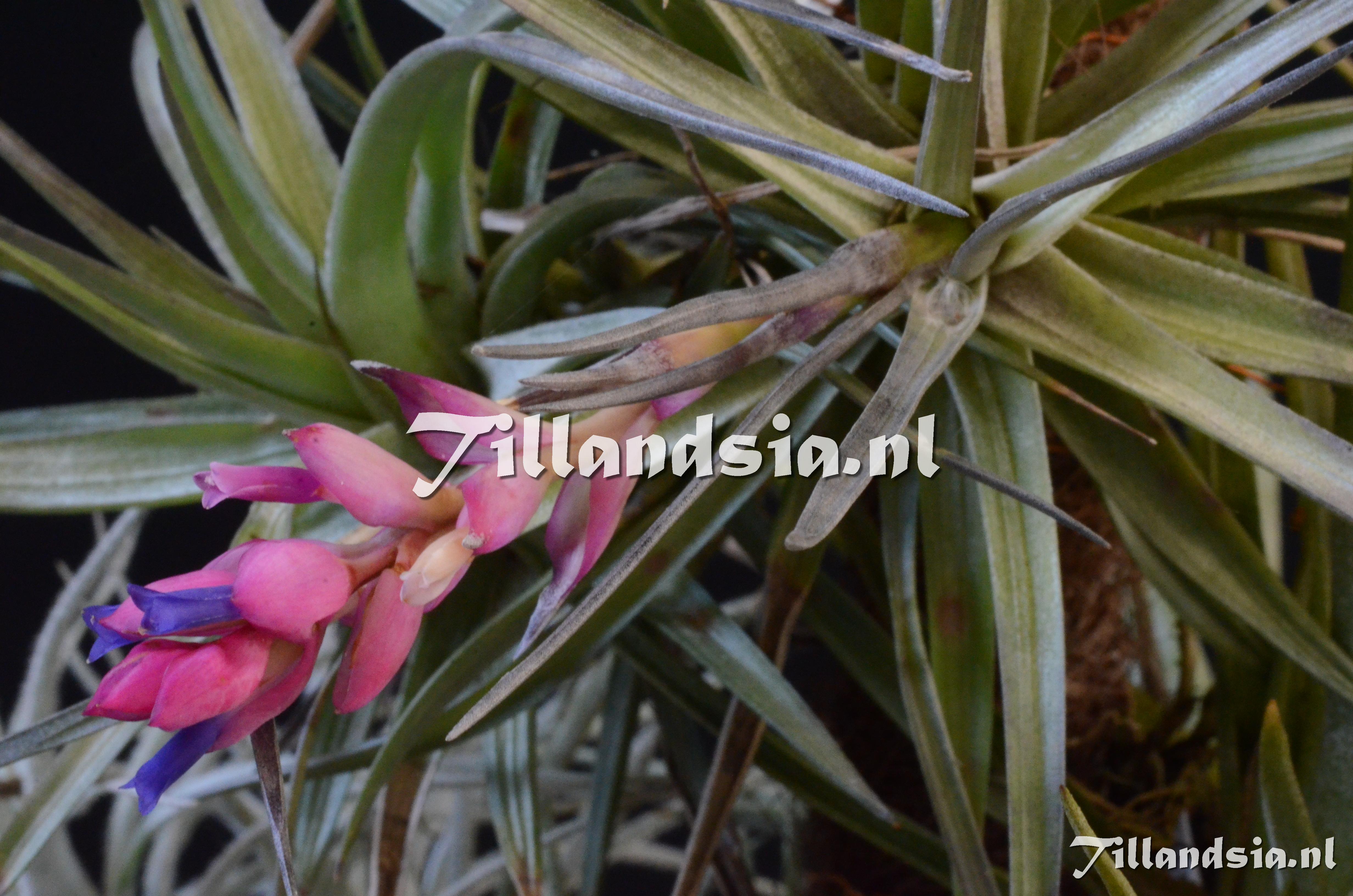 1109 Tillandsia stricta