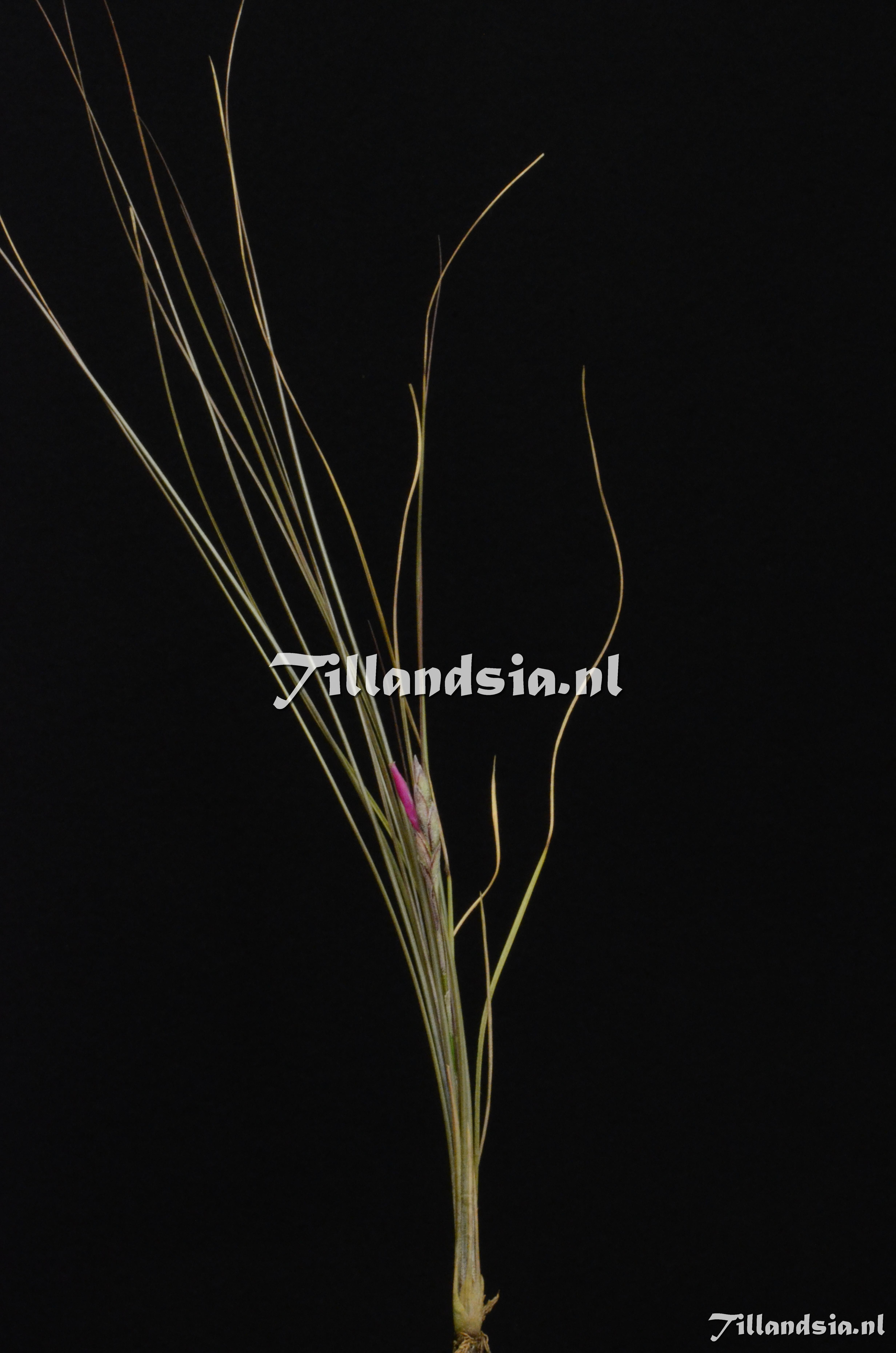 1116 Tillandsia pseudo-setacea