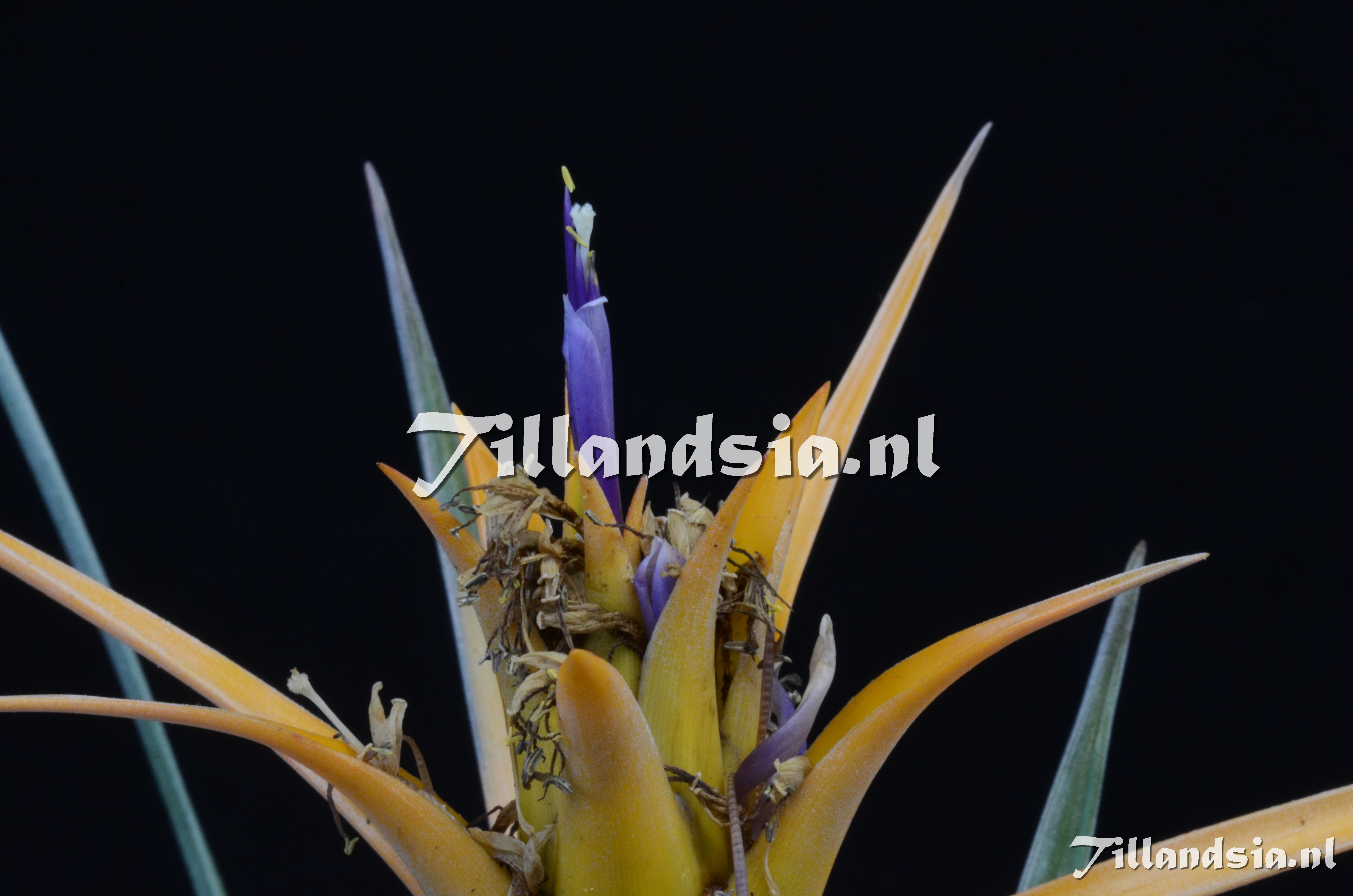 1126 Tillandsia aff. capitata 