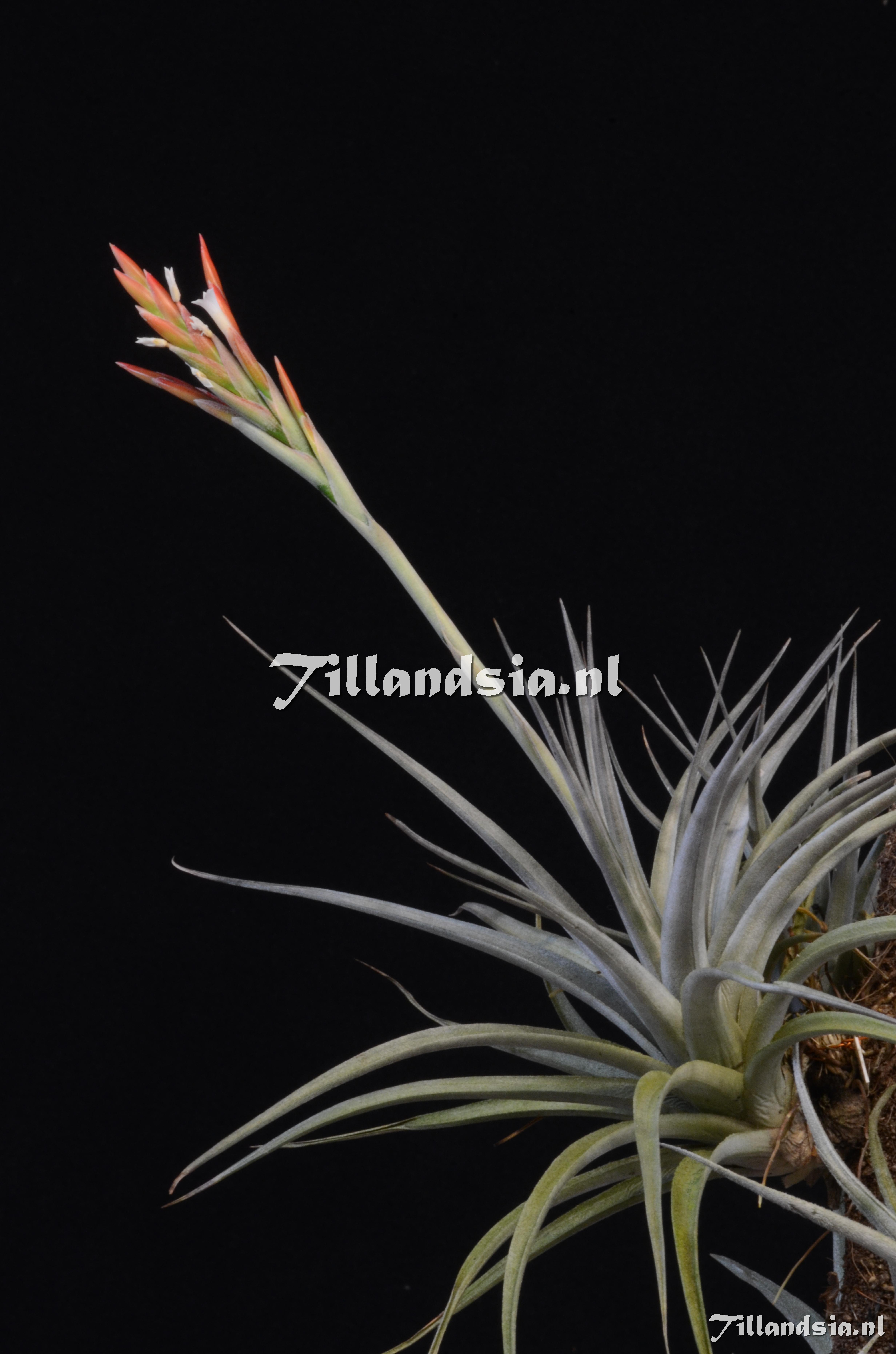 1188 Tillandsia cf. vernicosa