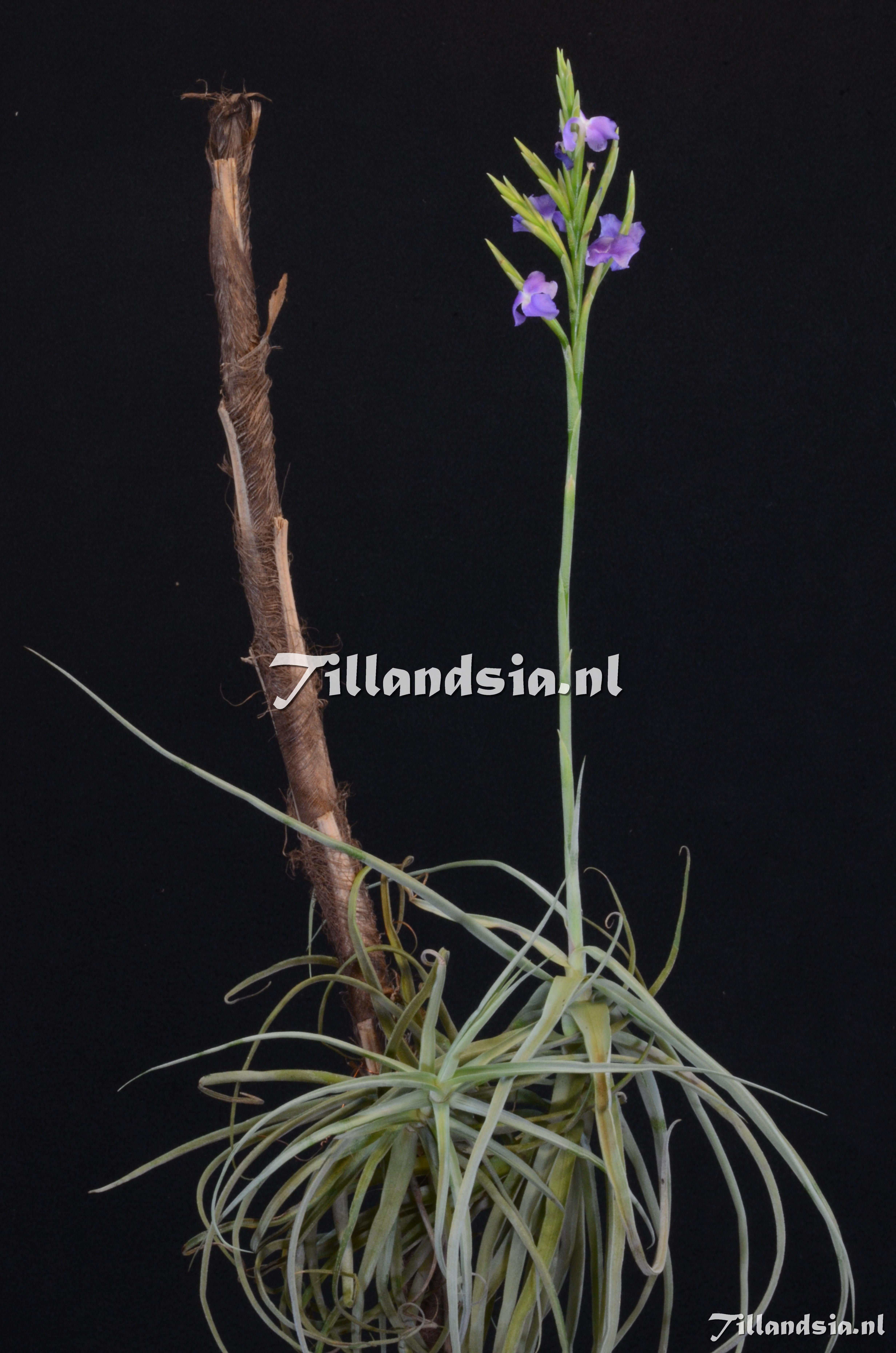 1207 Tillandsia streptocarpa