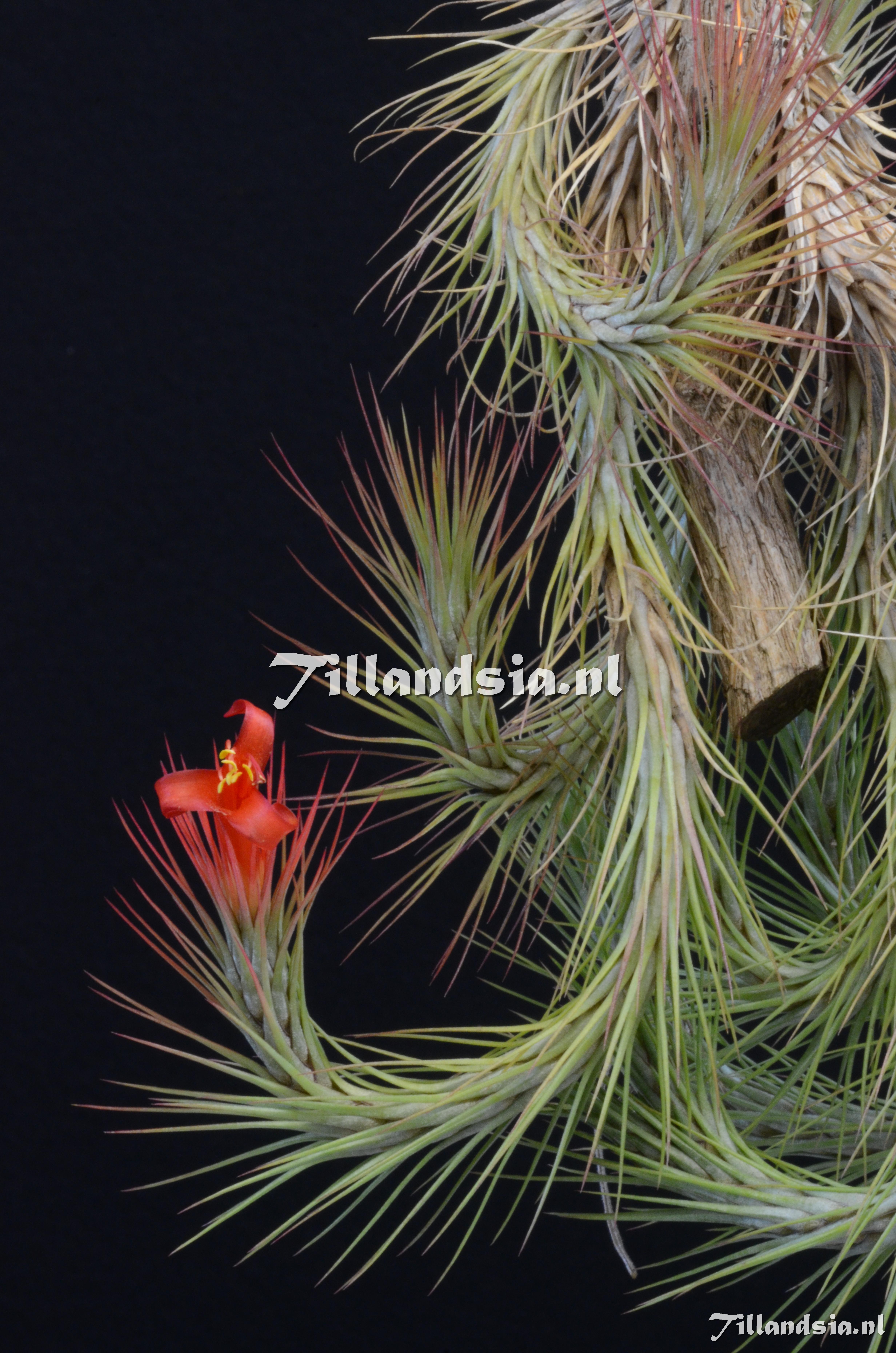 1247 Tillandsia funckiana
