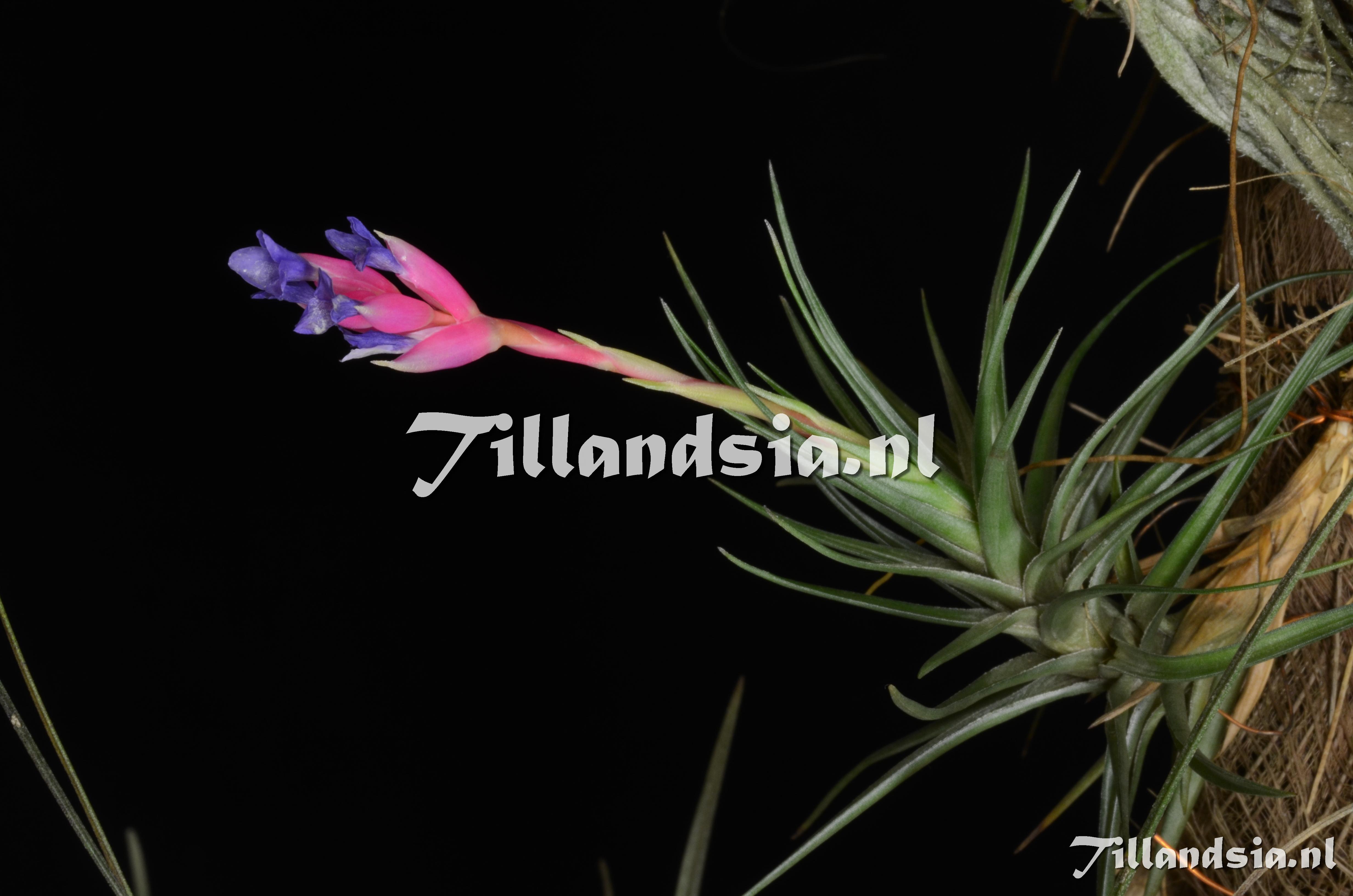 126 Tillandsia aeranthos