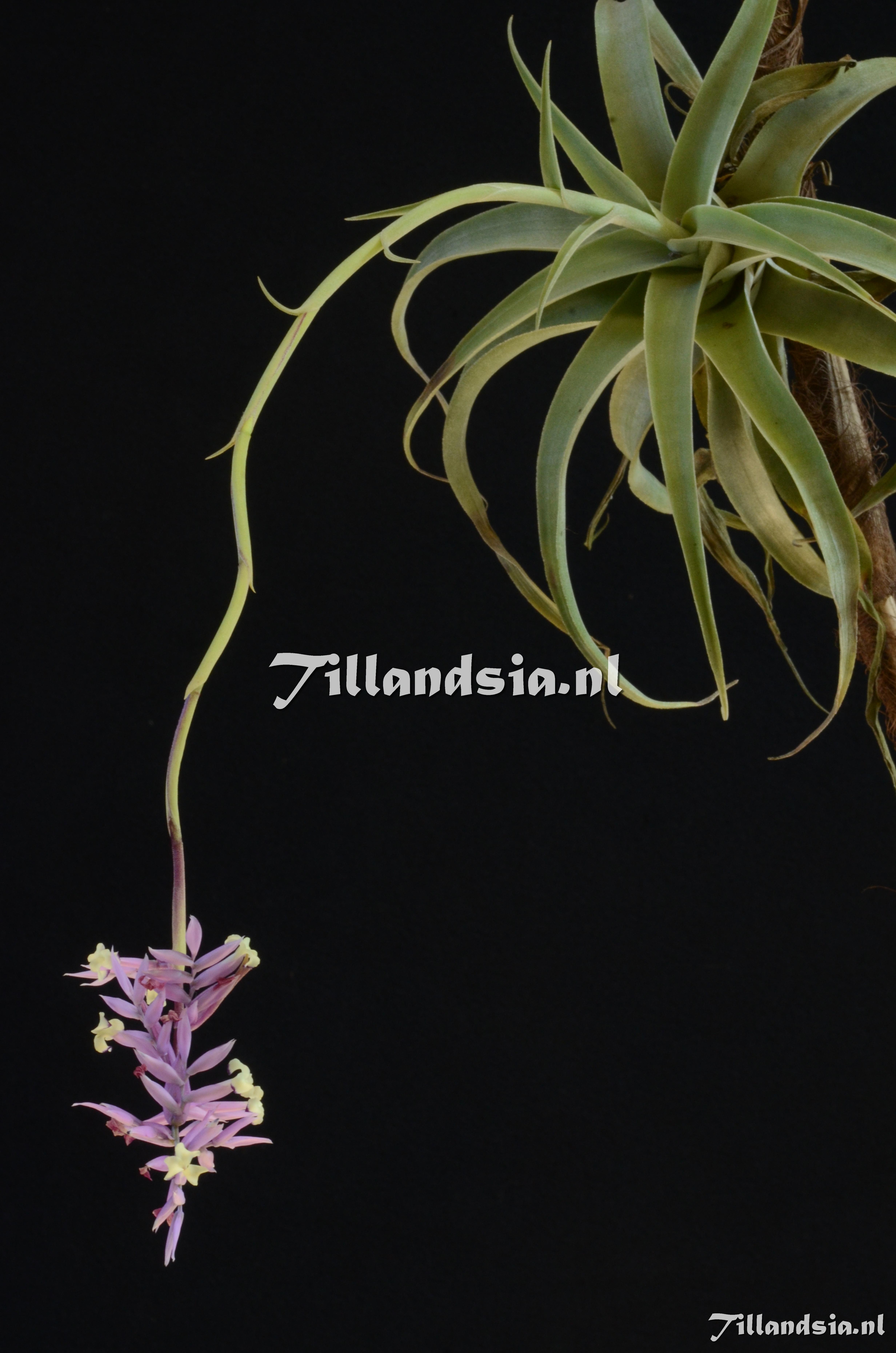 1305 Tillandsia straminea
