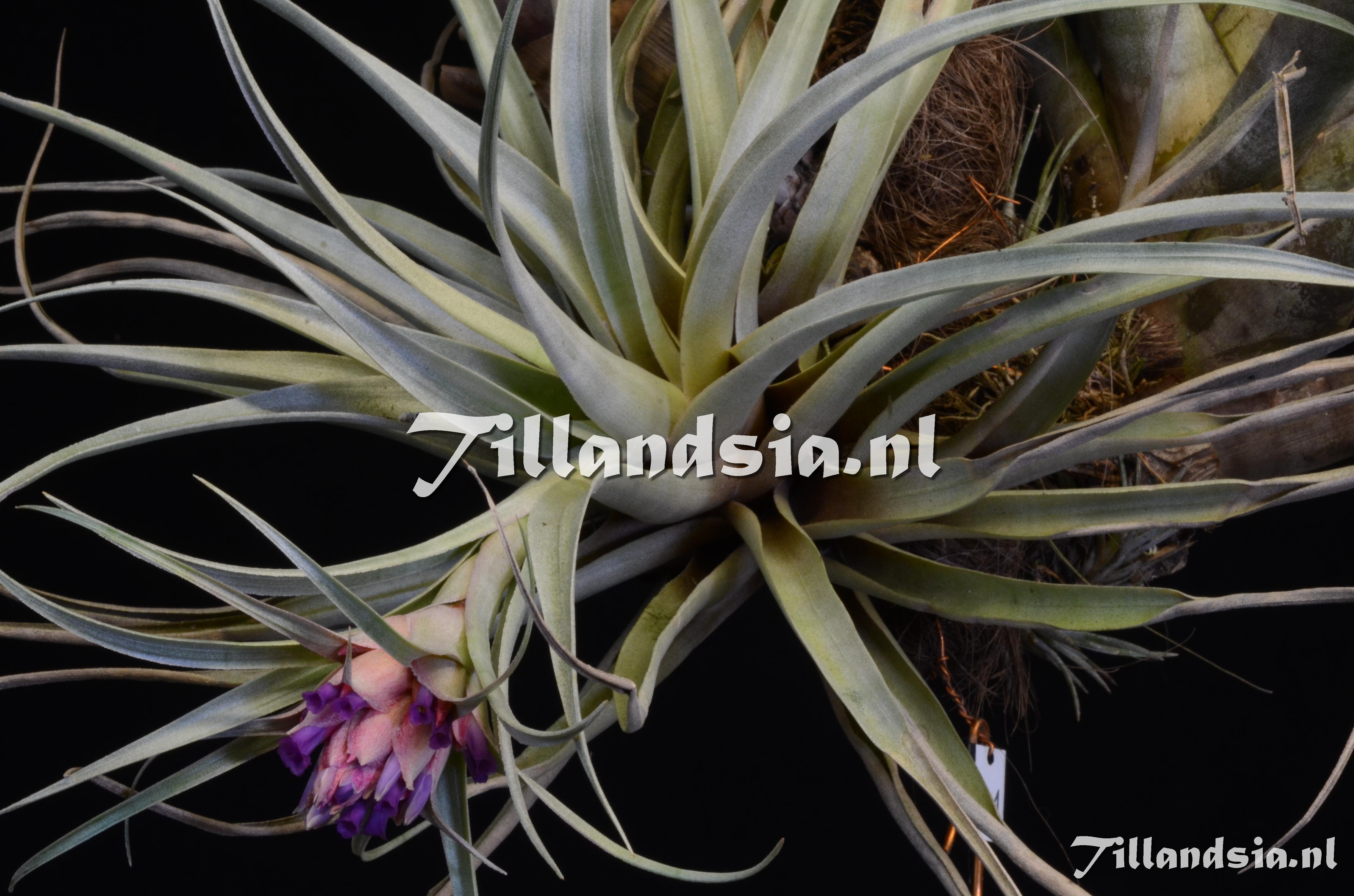 1396 Tillandsia sphaerocephala