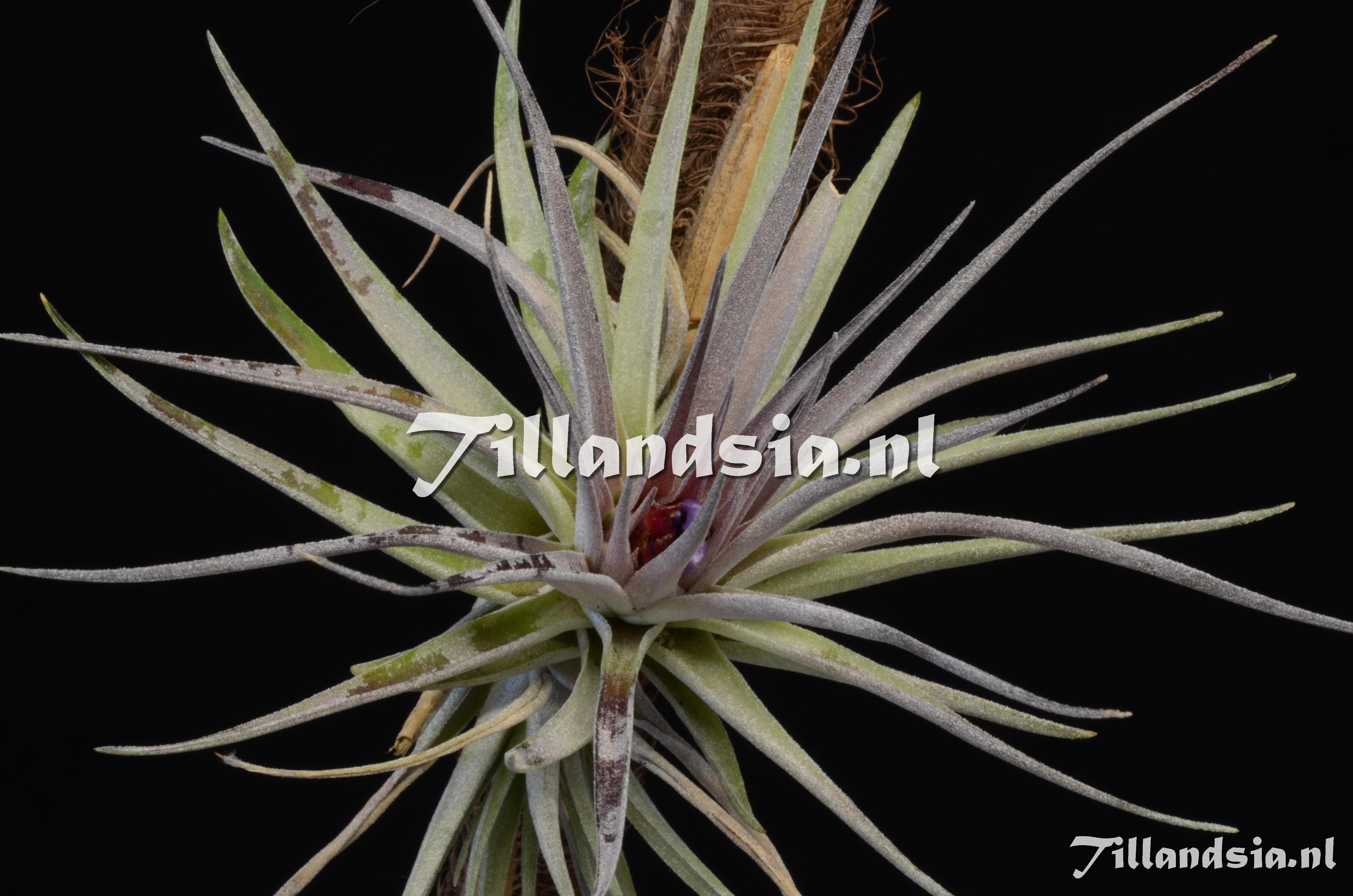 1400 Tillandsia kammii