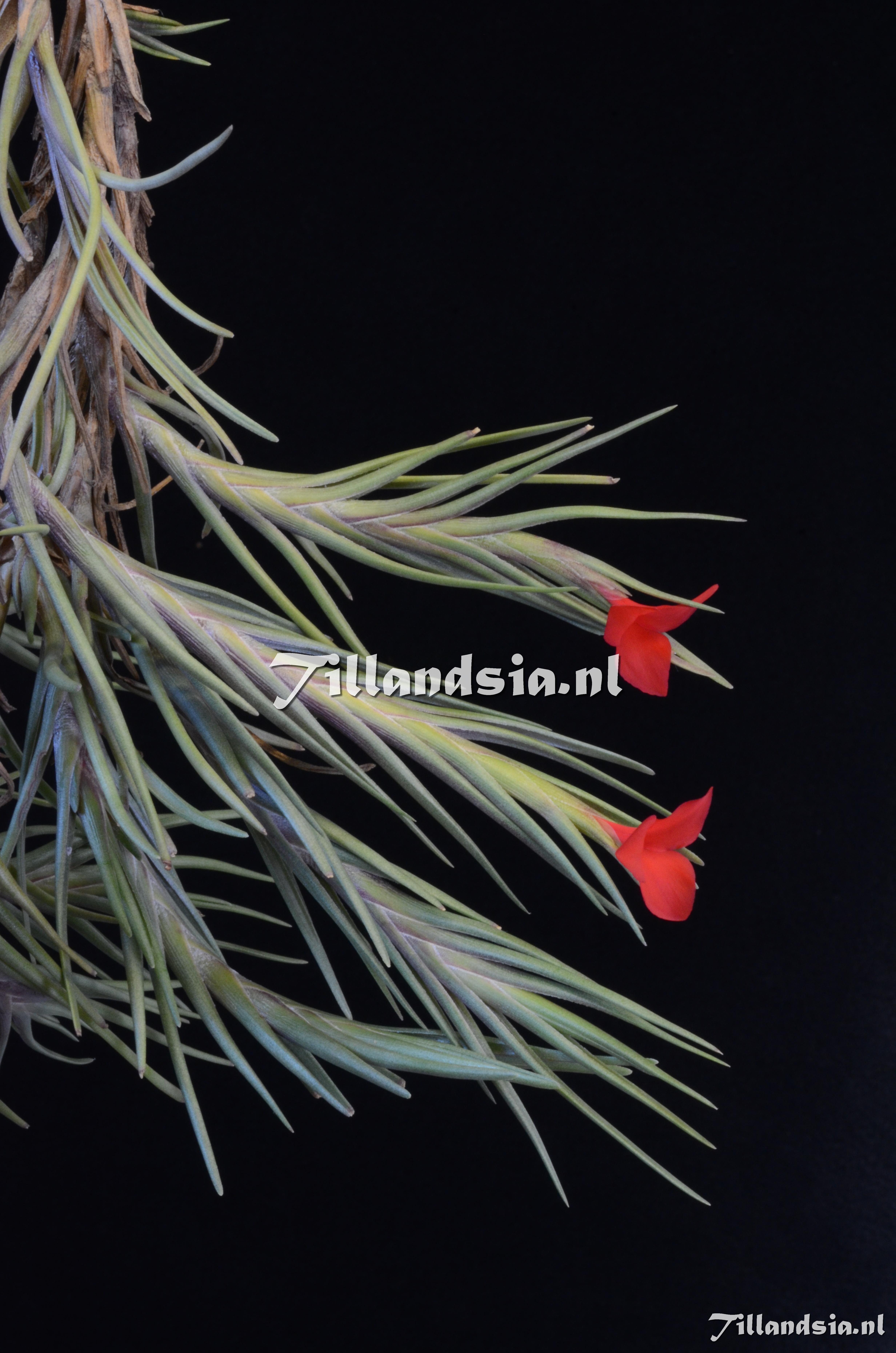 1407 Tillandsia albertiana