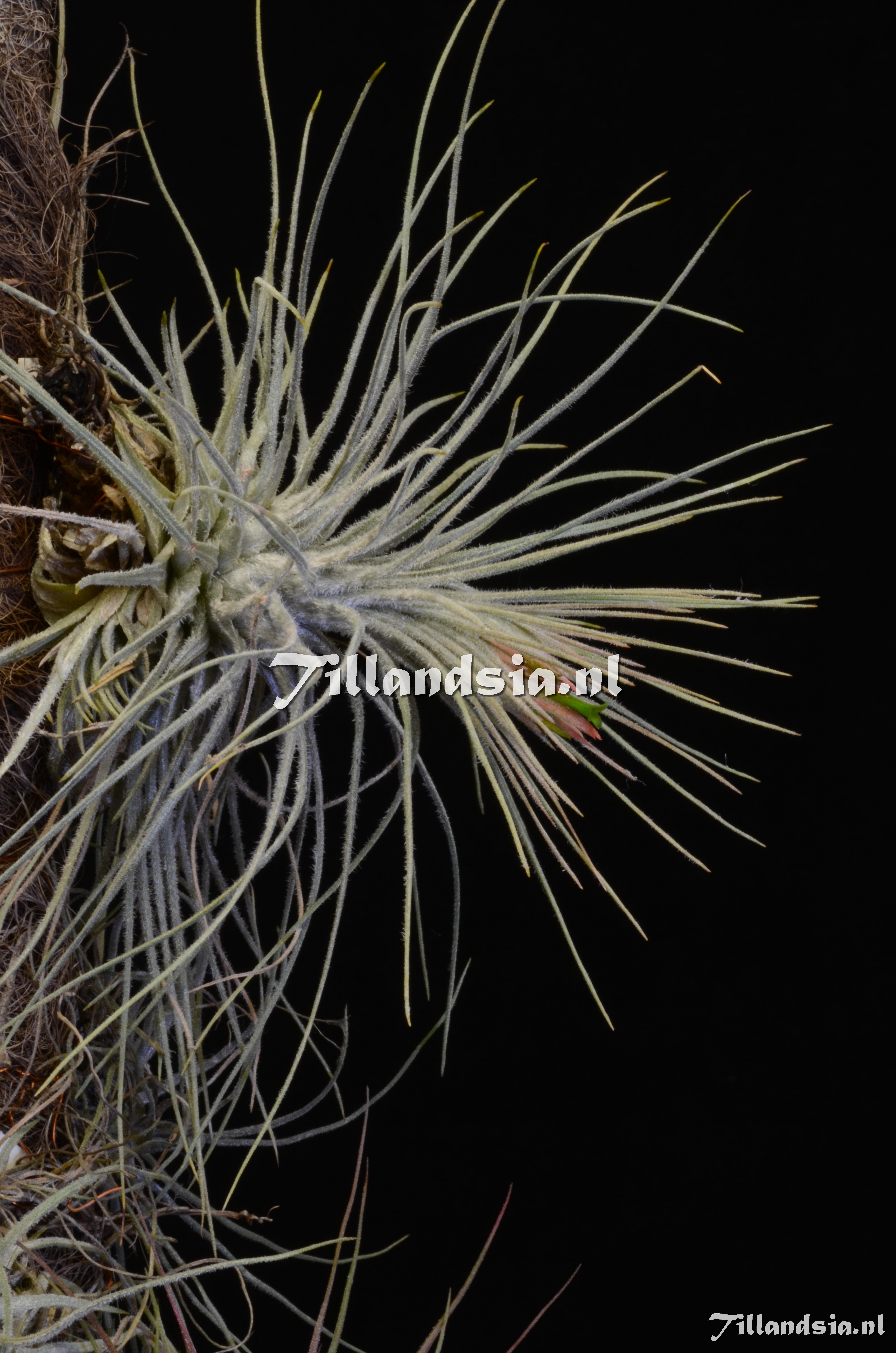 1468 Tillandsia cf. atroviridipetala