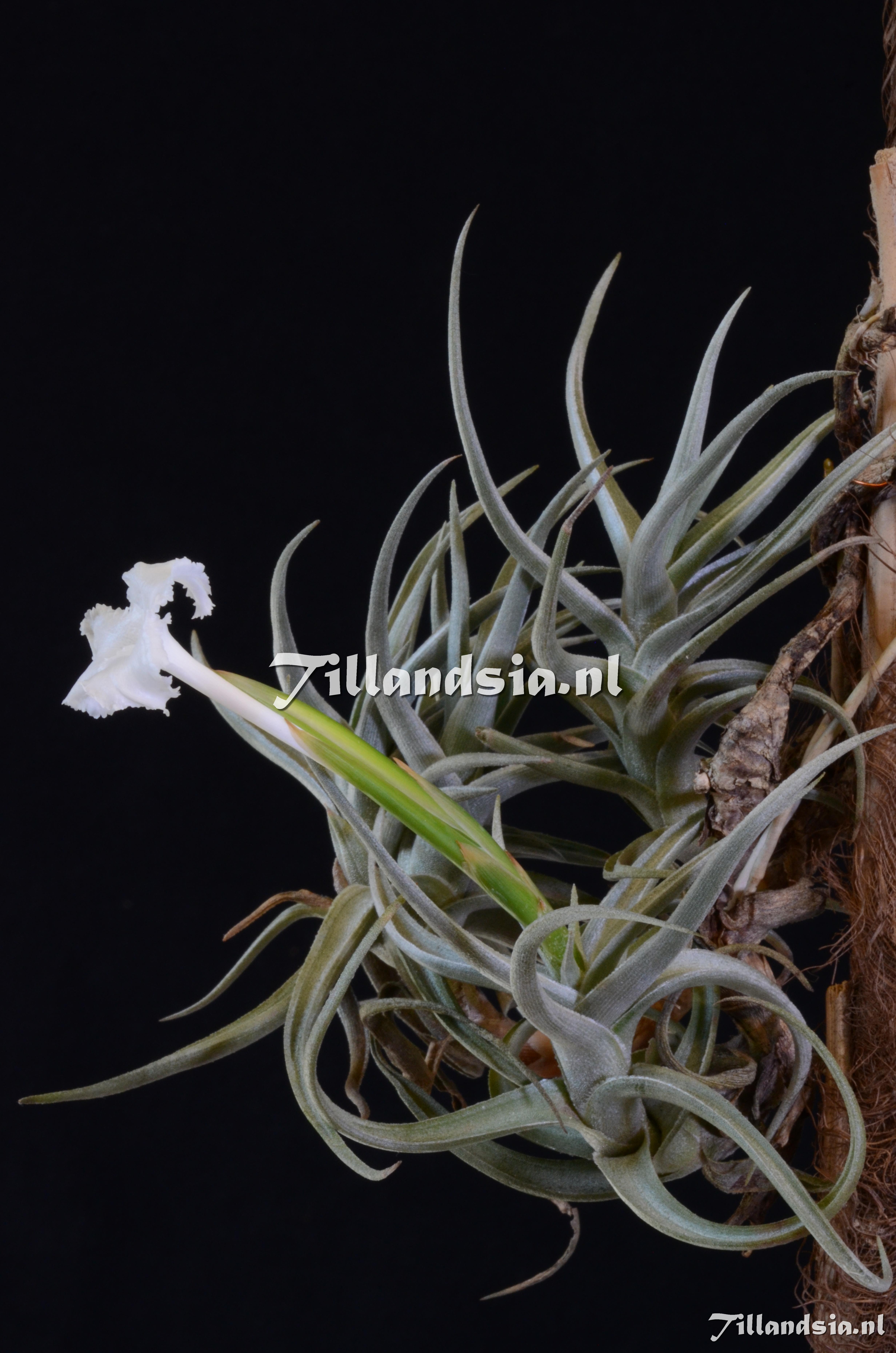 1617 Tillandsia xiphioides var. minor