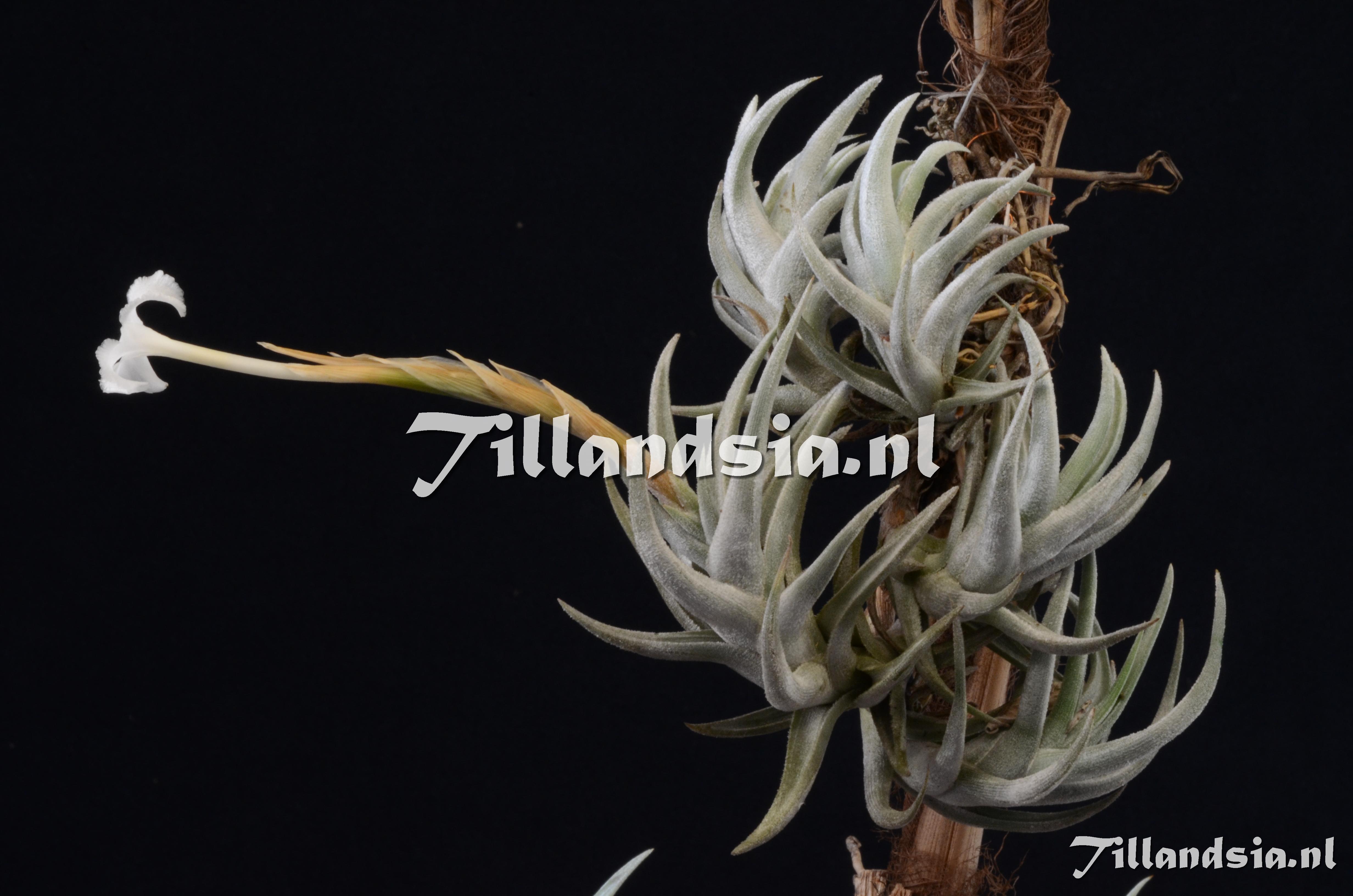 1638 Tillandsia xiphioides small
