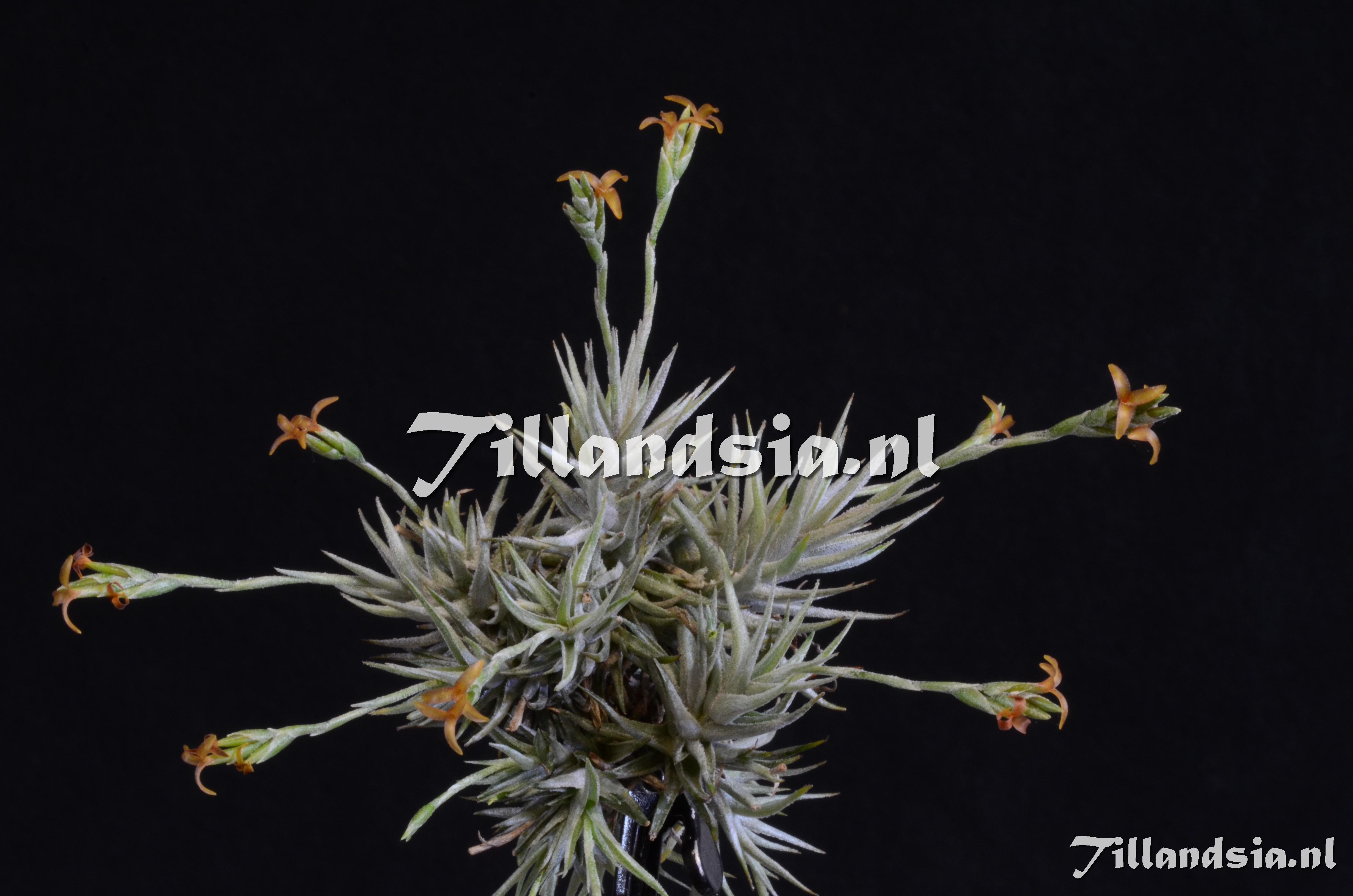 1712 Tillandsia spiralipetala