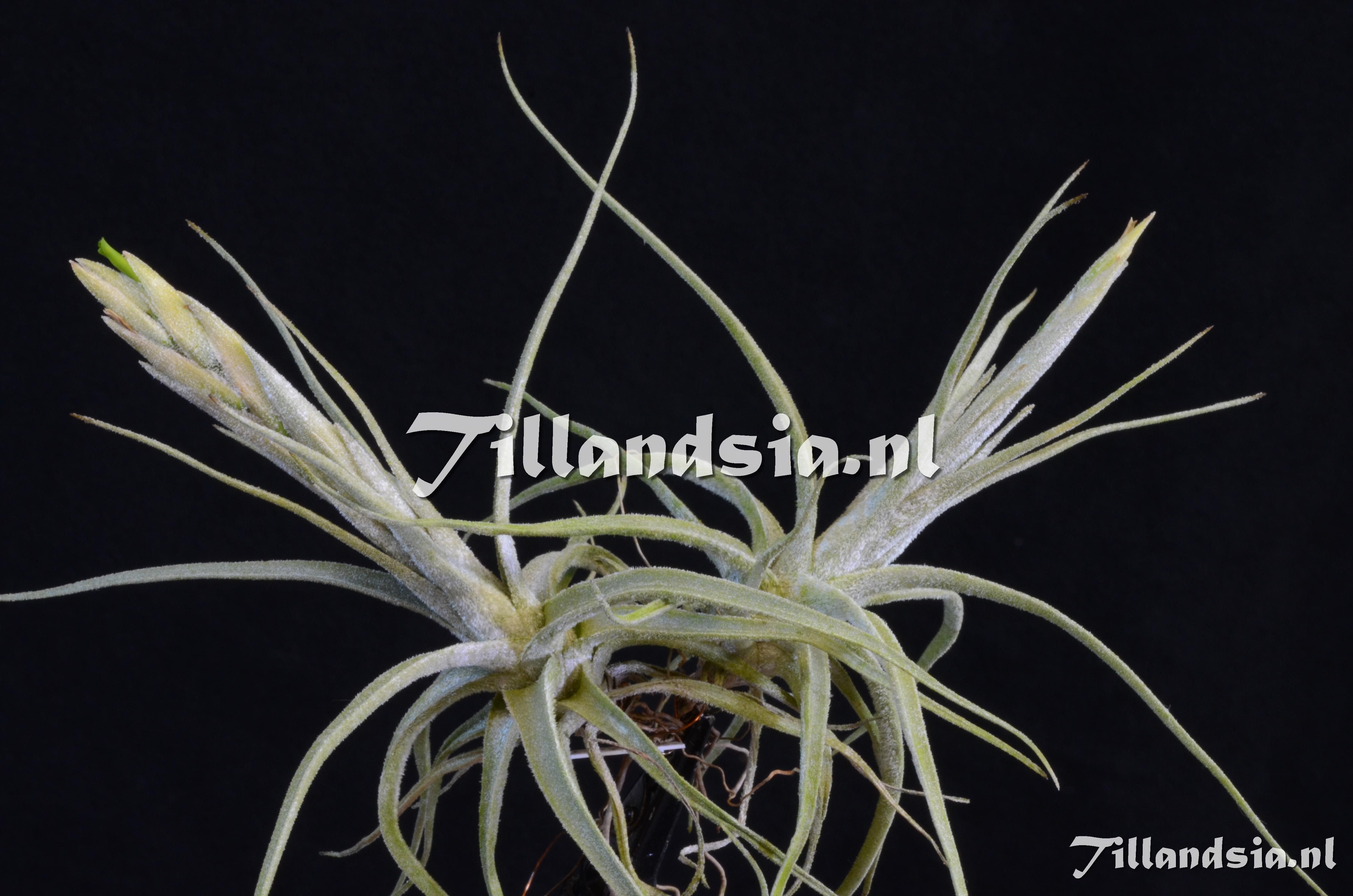 1730 Tillandsia lepidosepala