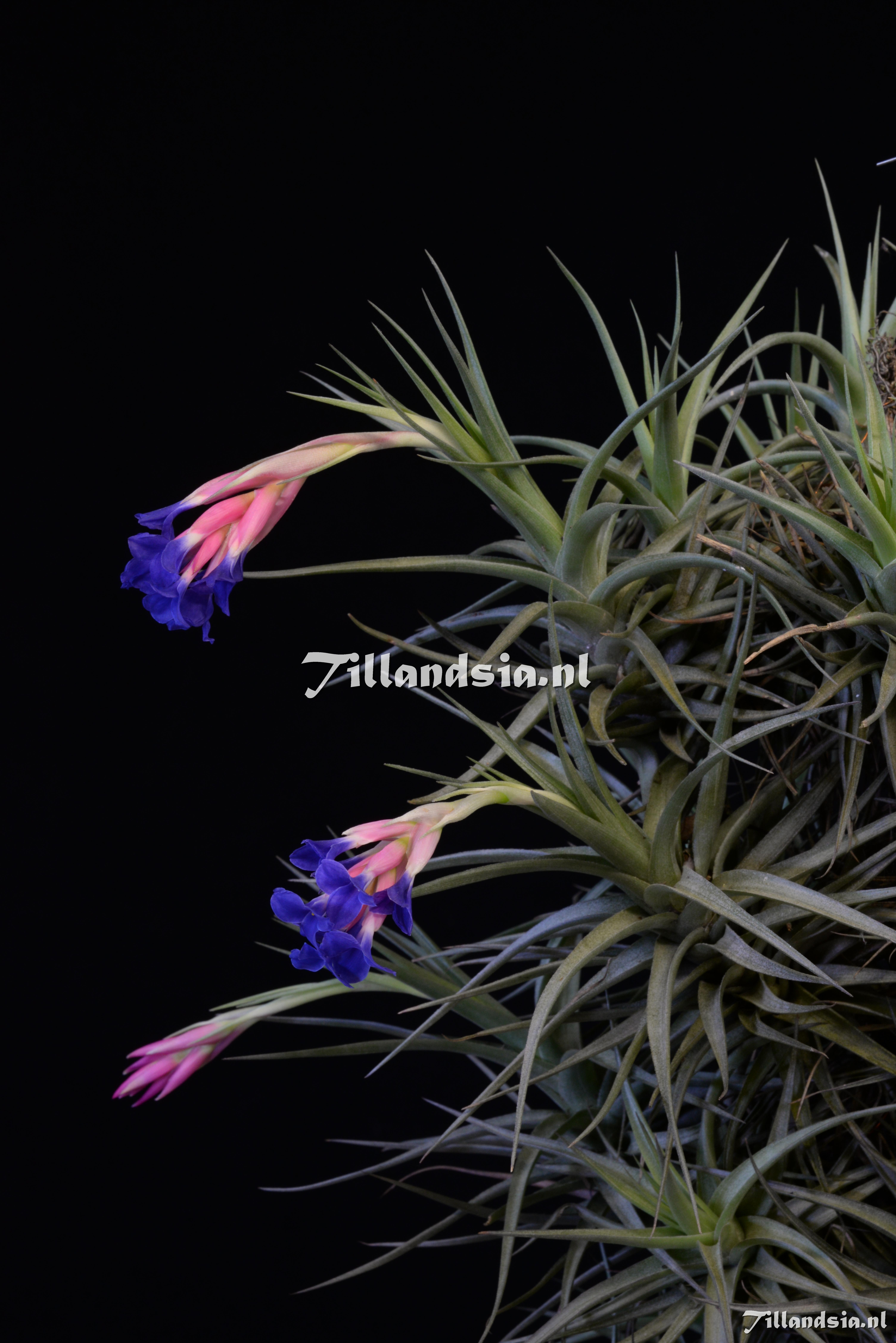 1792 Tillandsia aeranthos 