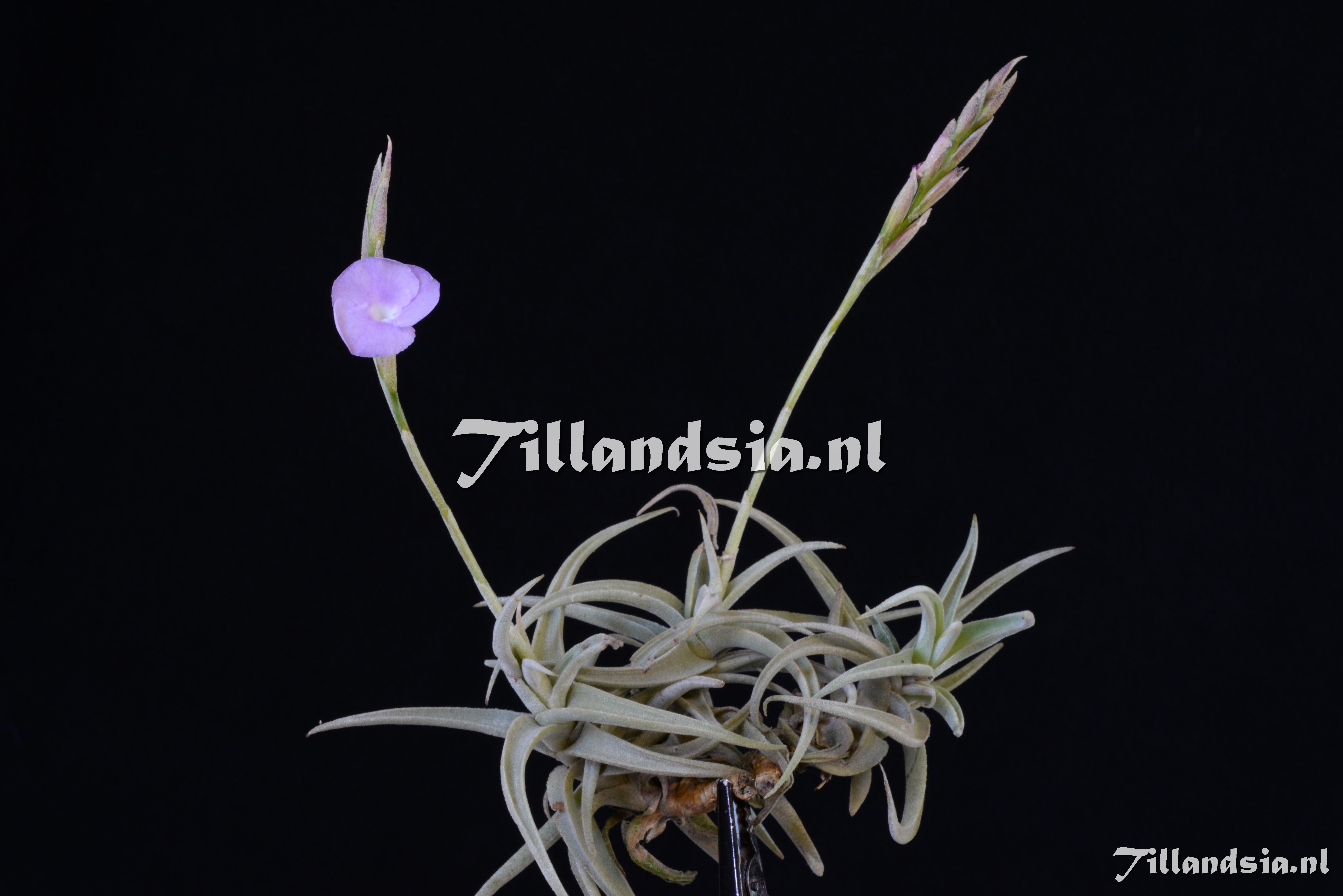 1797 Tillandsia paleacea subsp. apurimacensis