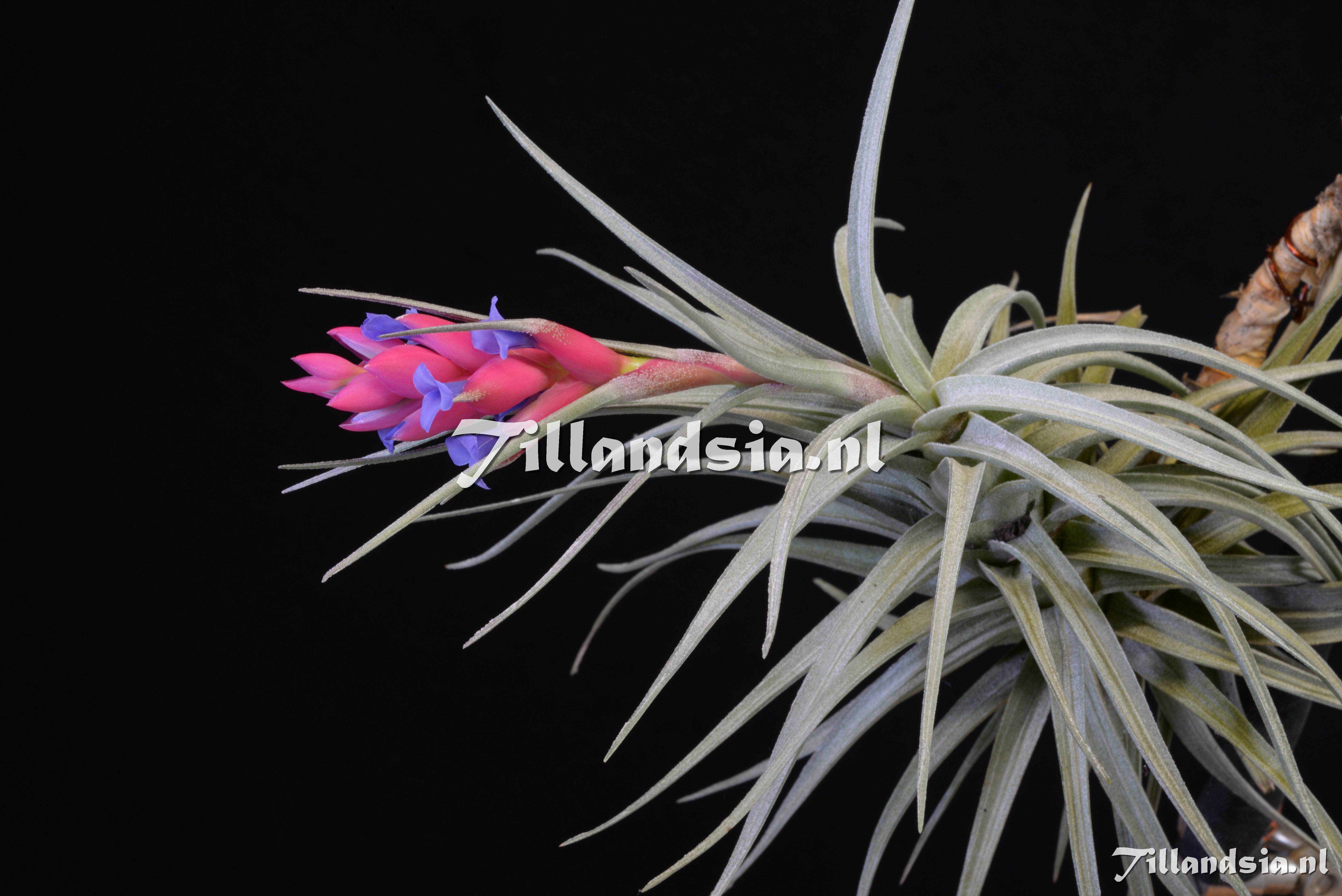 1869 Tillandsia stricta