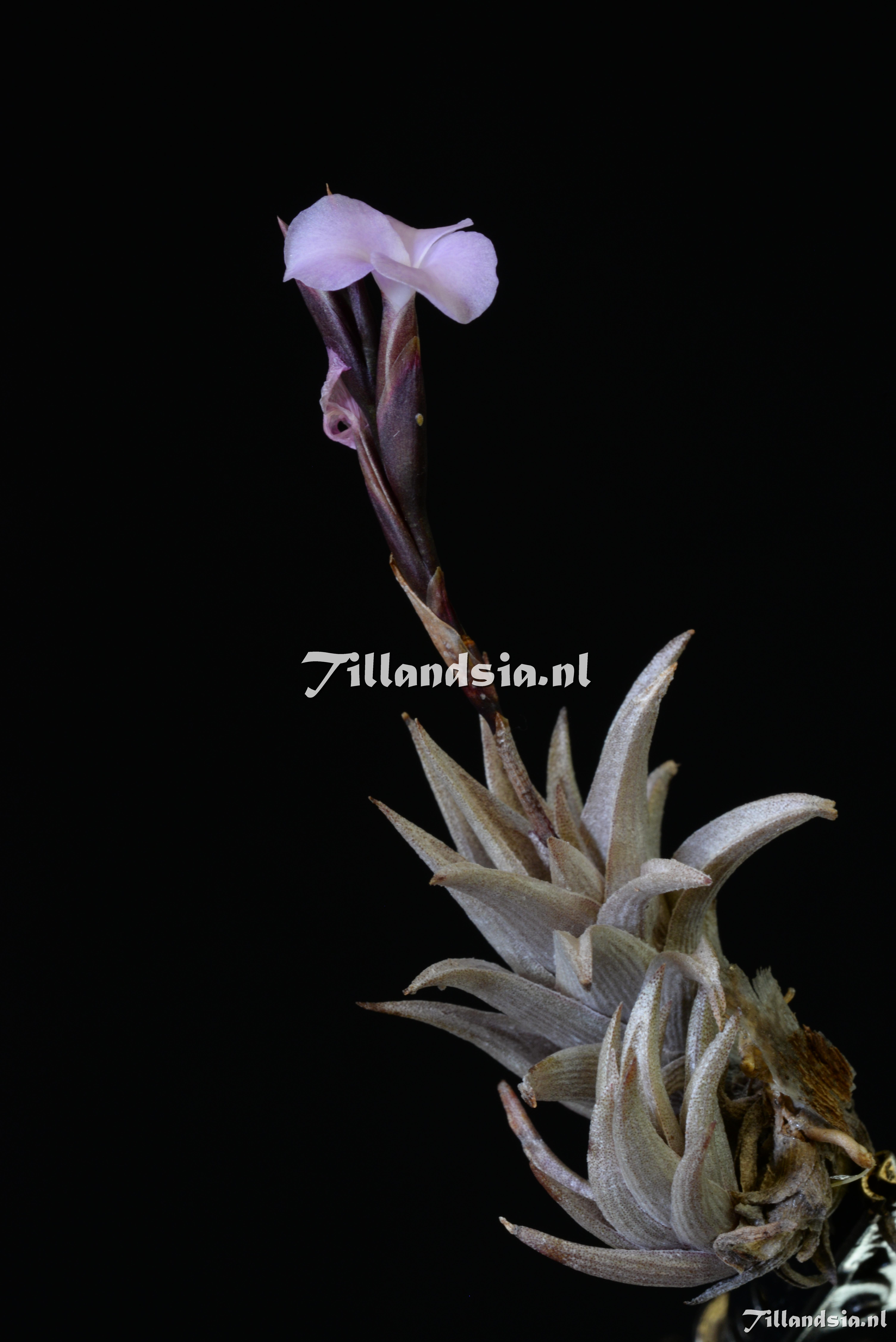1879 Tillandsia peiranoi