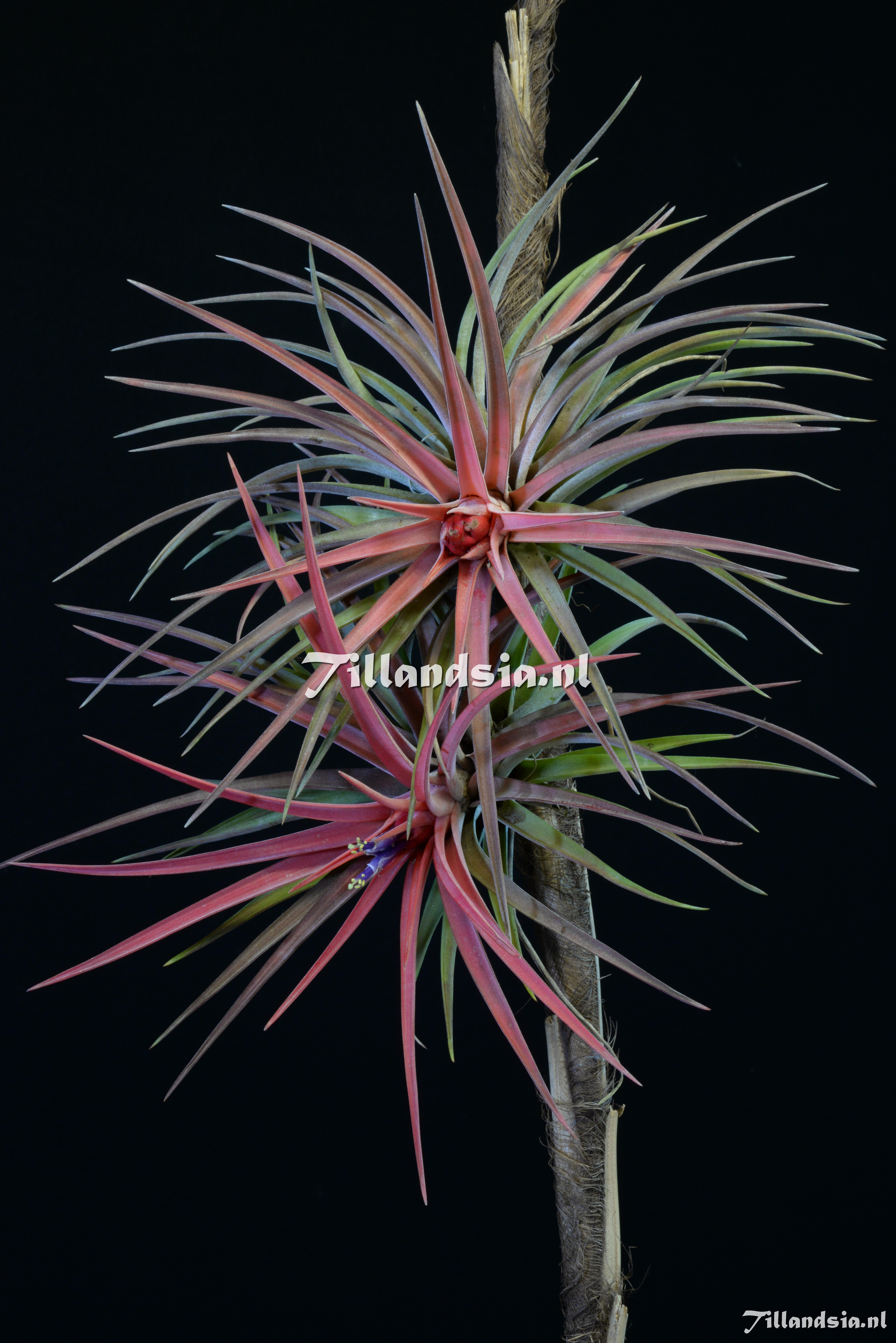 1891 Tillandsia velutina