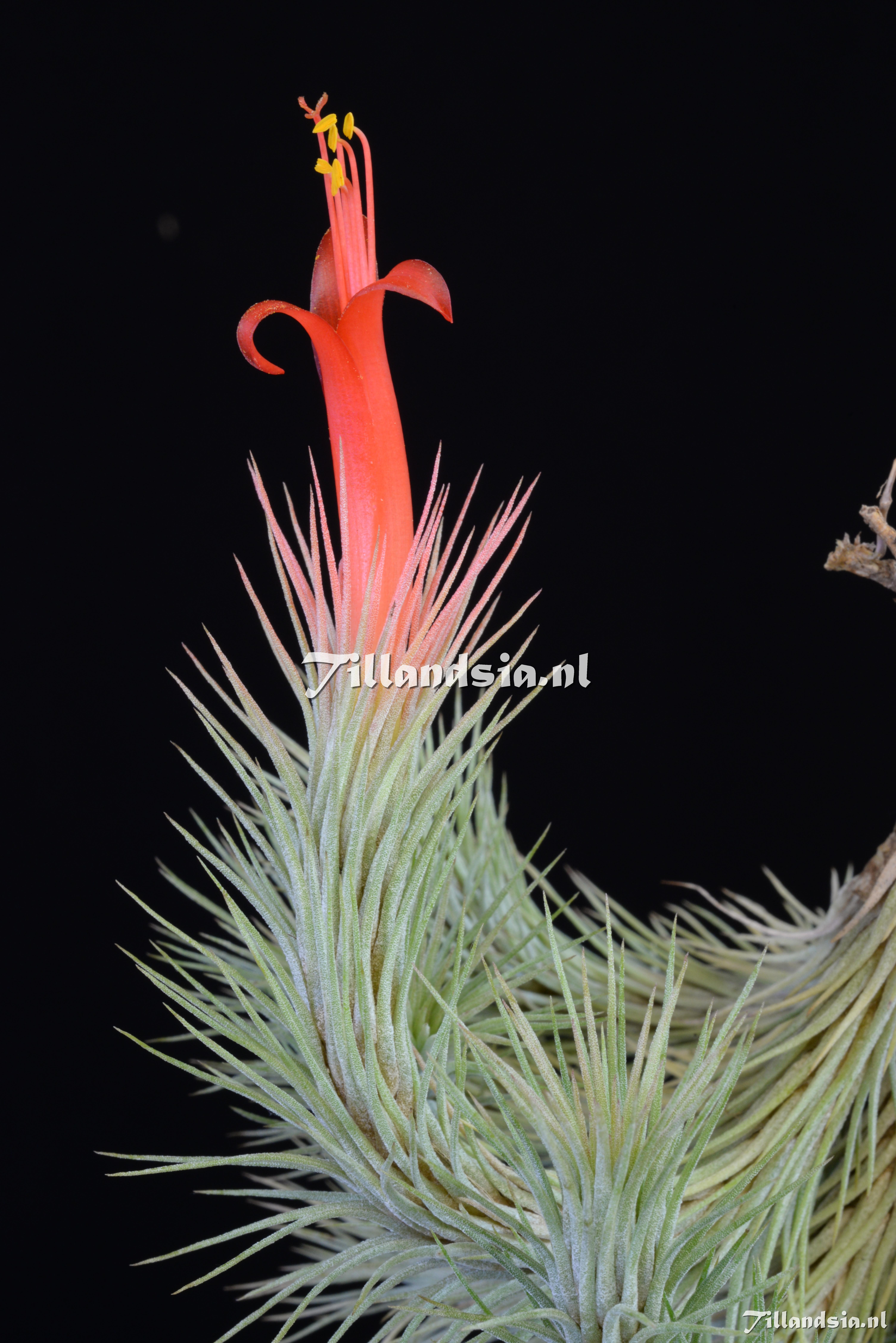 1895 Tillandsia funckiana