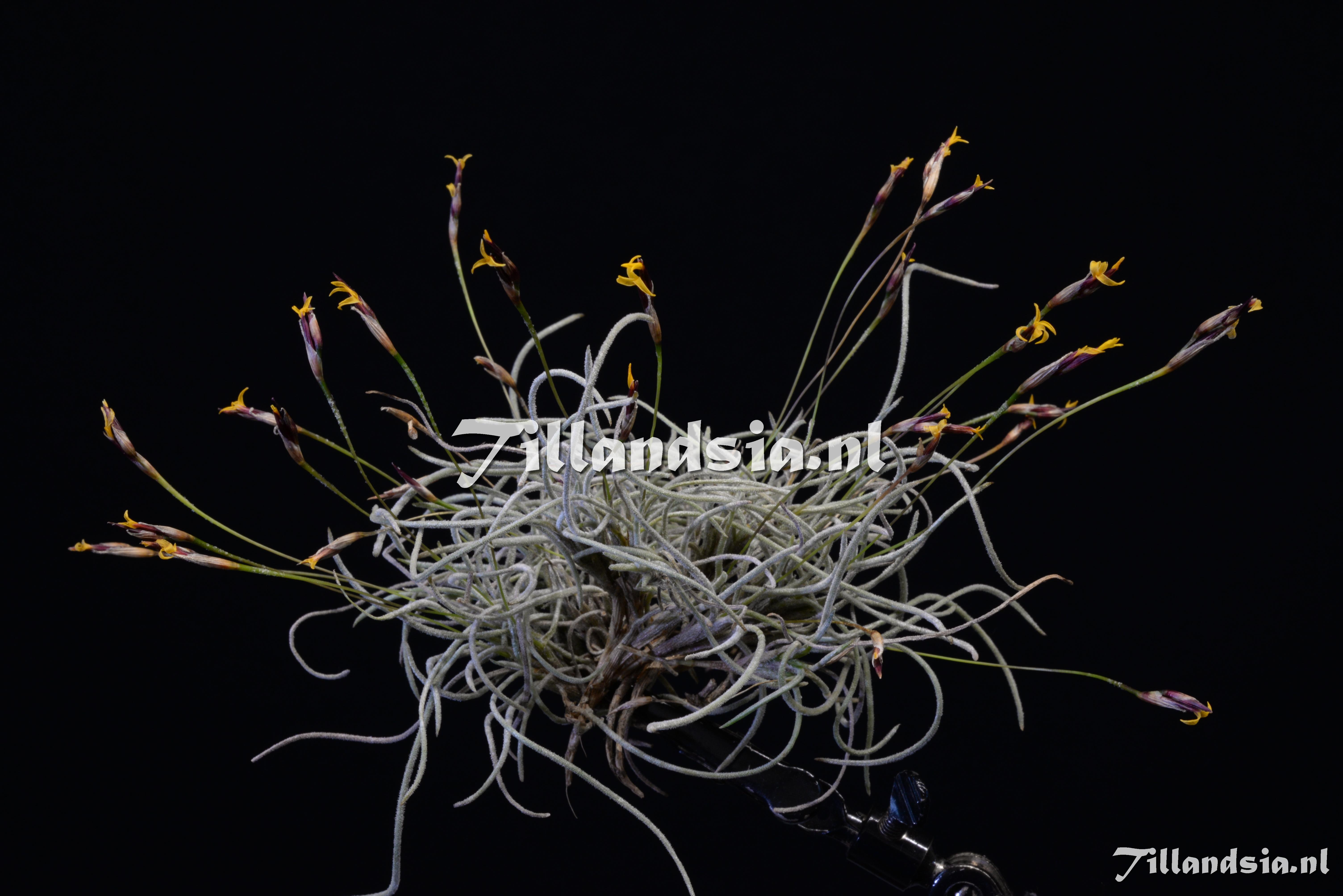 1982 Tillandsia capillaris var. attenuatisepala