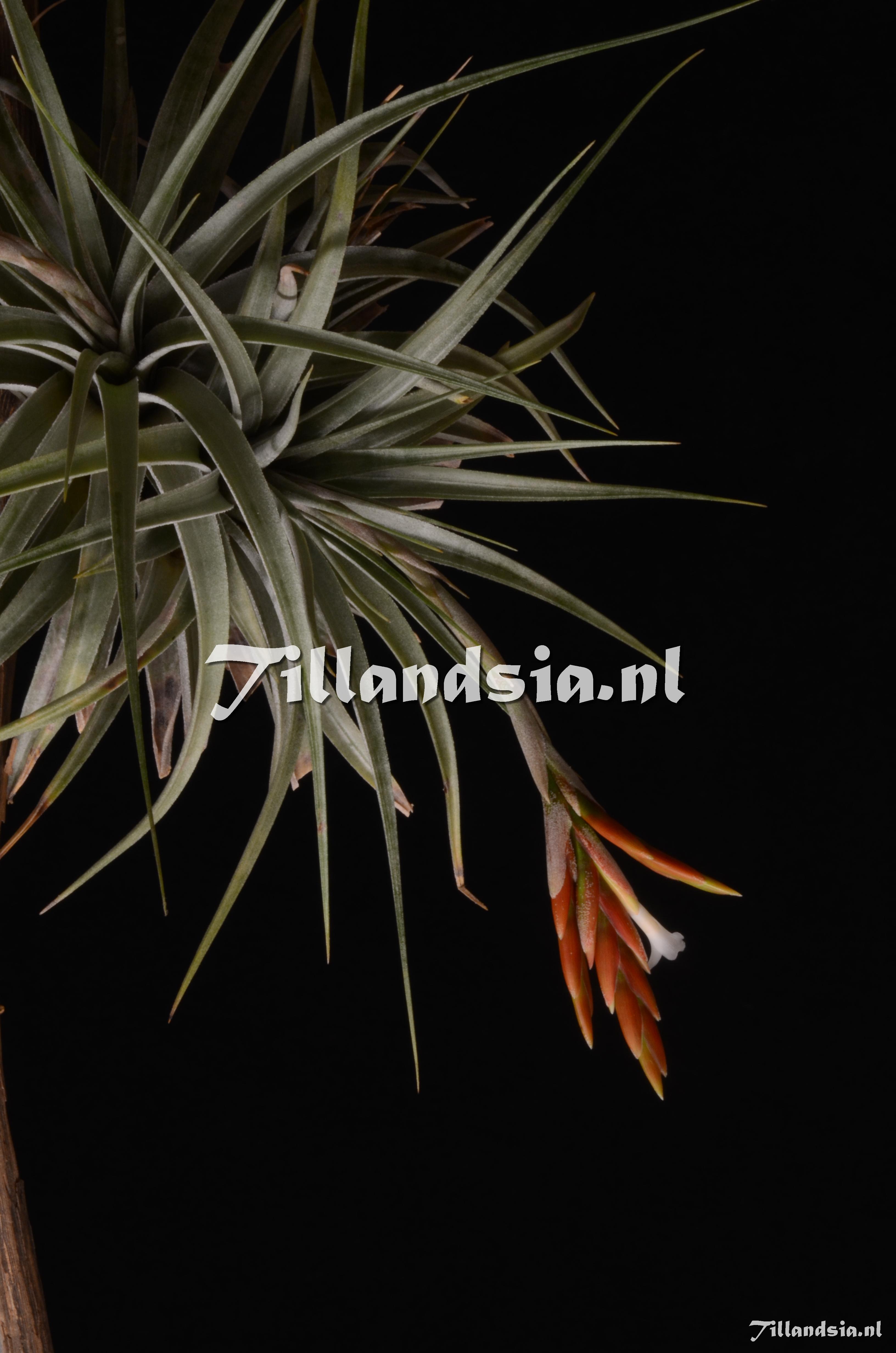 200 Tillandsia vernicosa