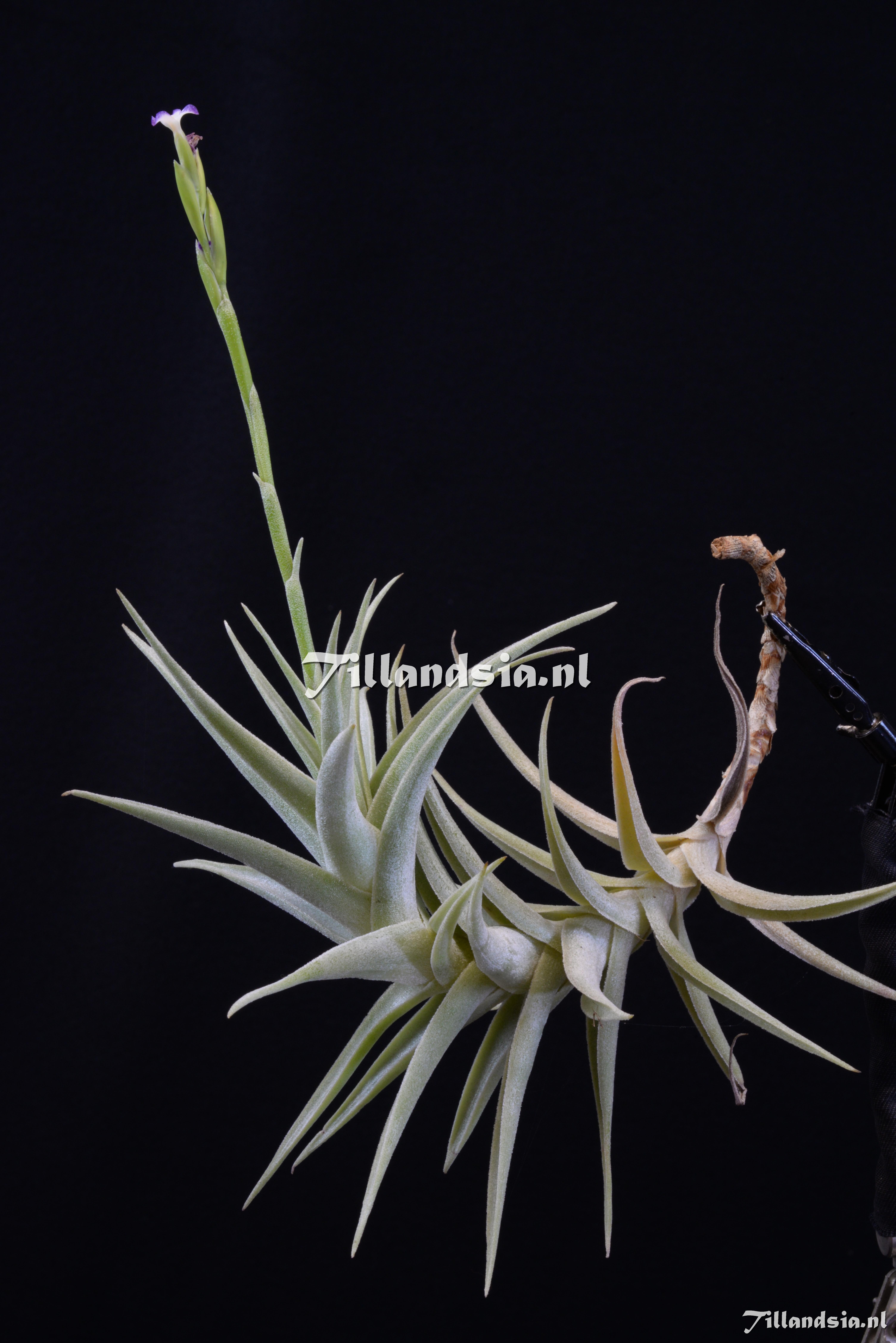 2046 Tillandsia purpurea