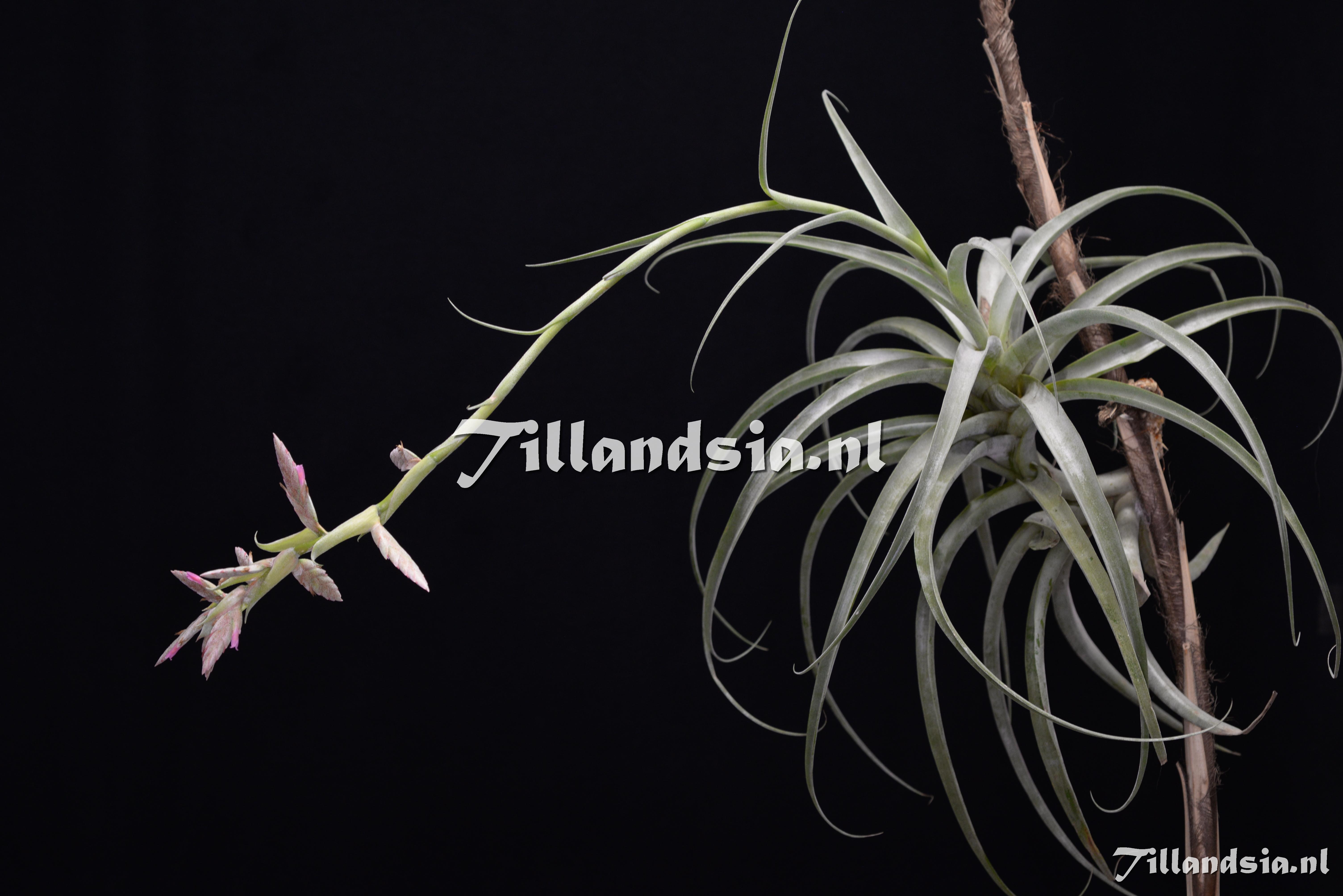 2145 Tillandsia latifolia