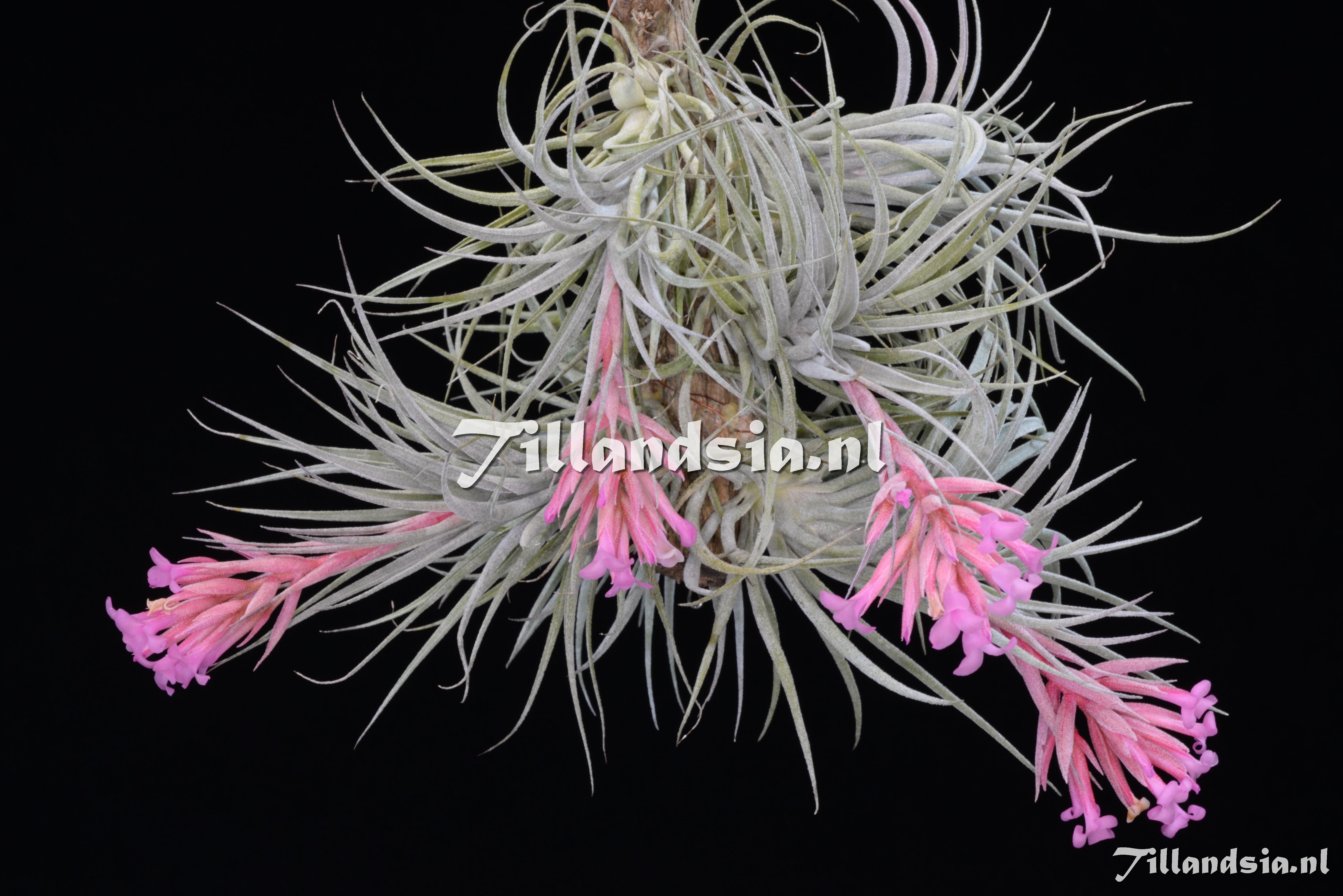 2189 Tillandsia sucrei
