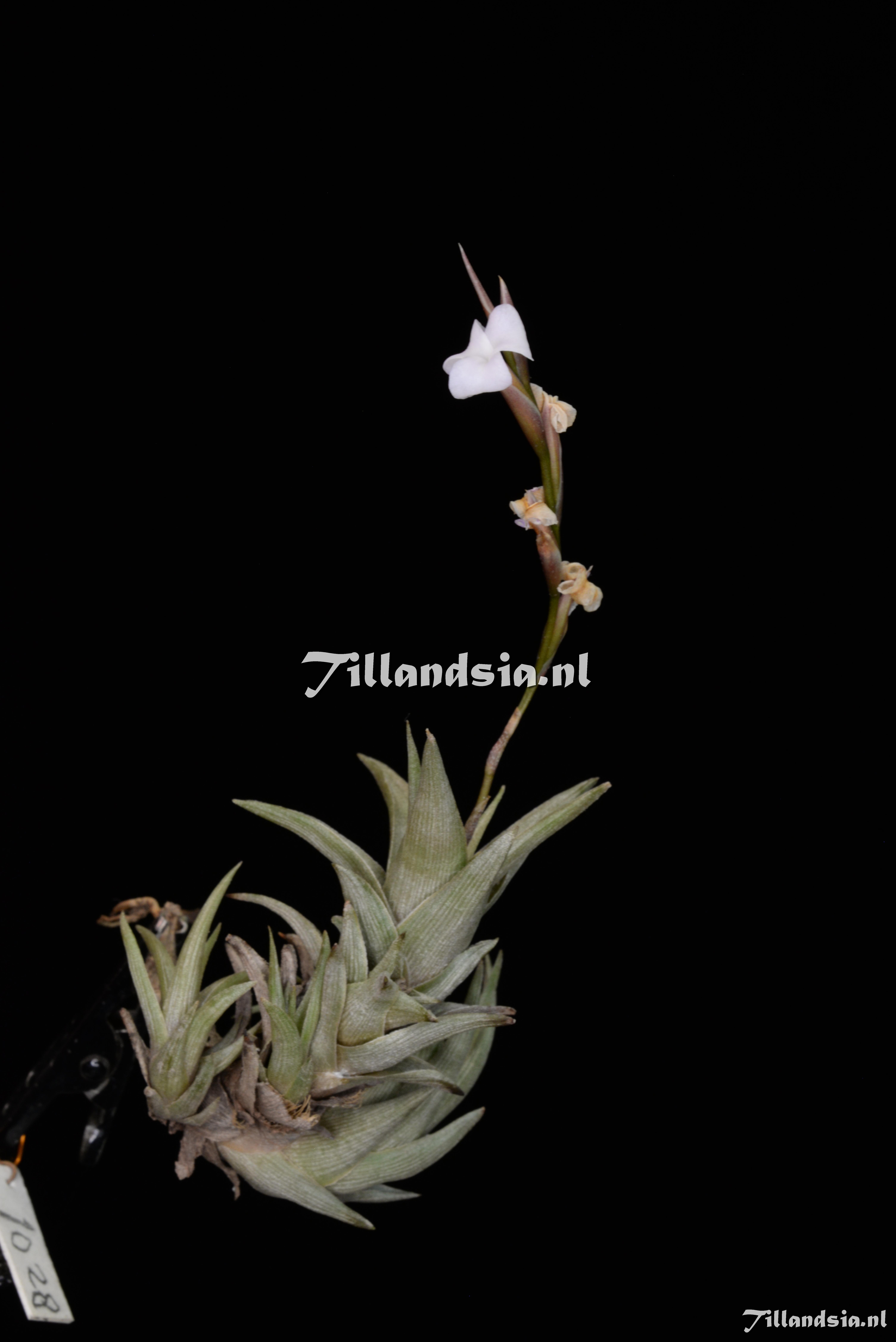 2312 Tillandsia peiranoi