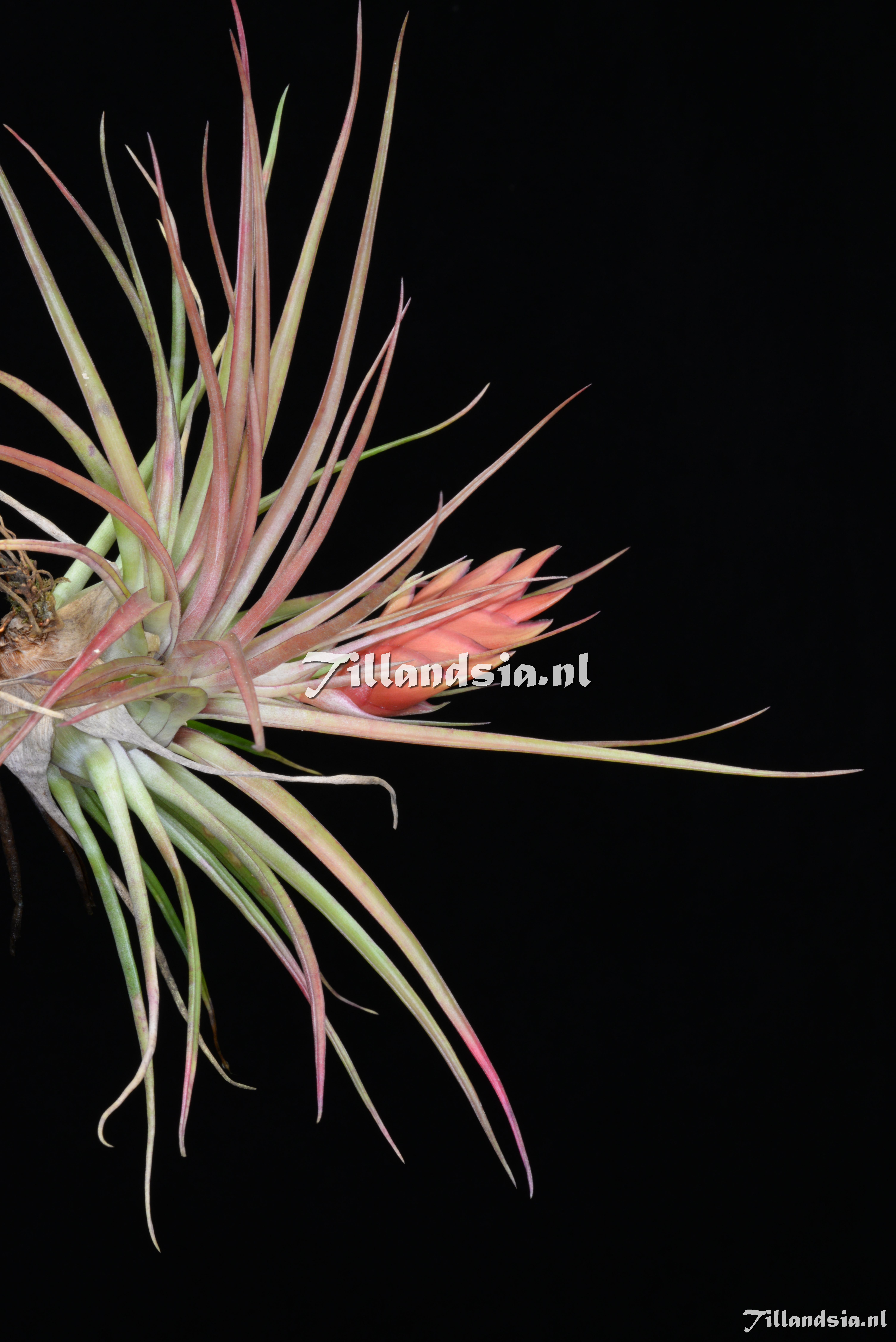 2408 Tillandsia kegeliana