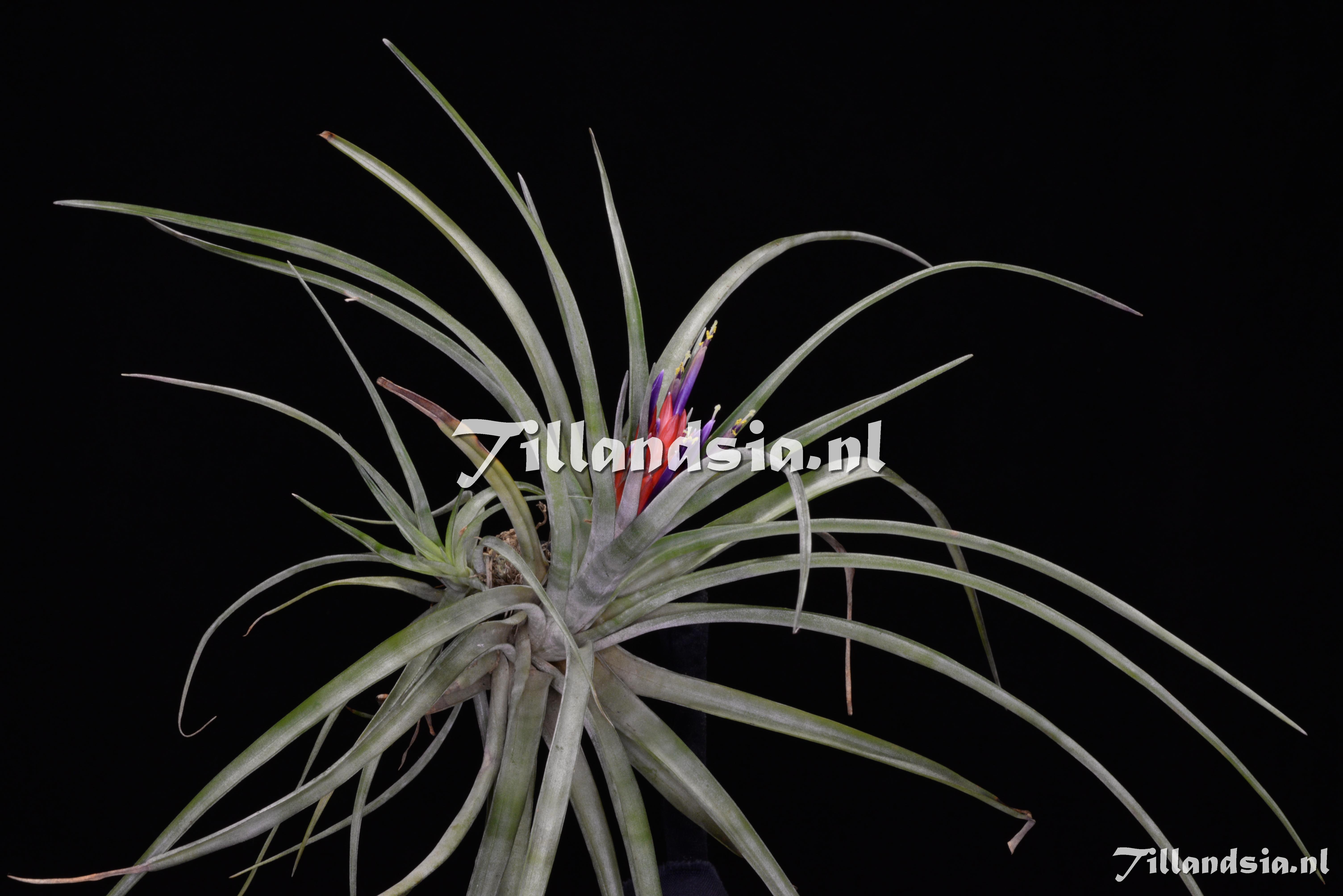 2455 Tillandsia cf. x velutina