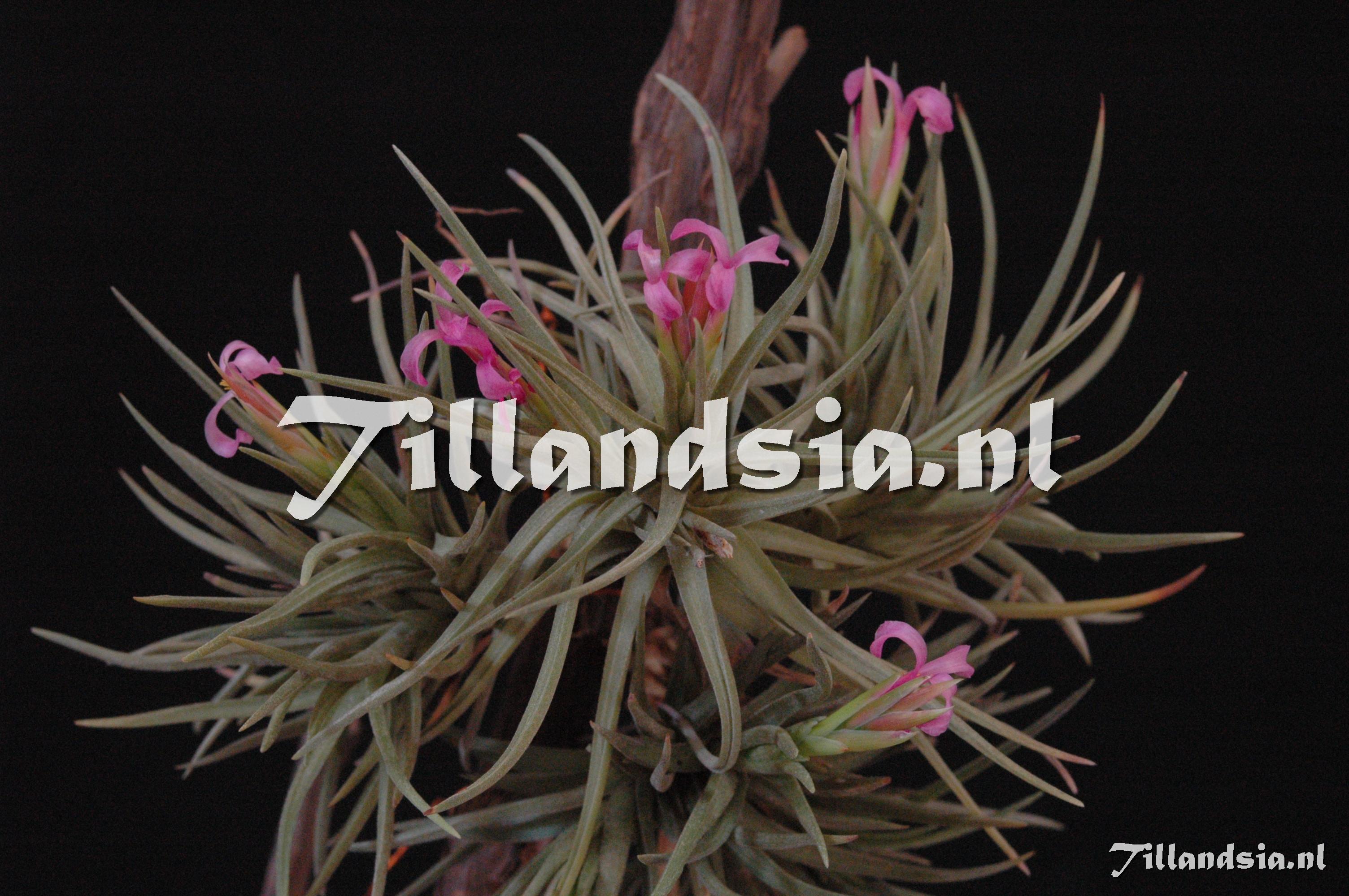 260 Tillandsia argentina
