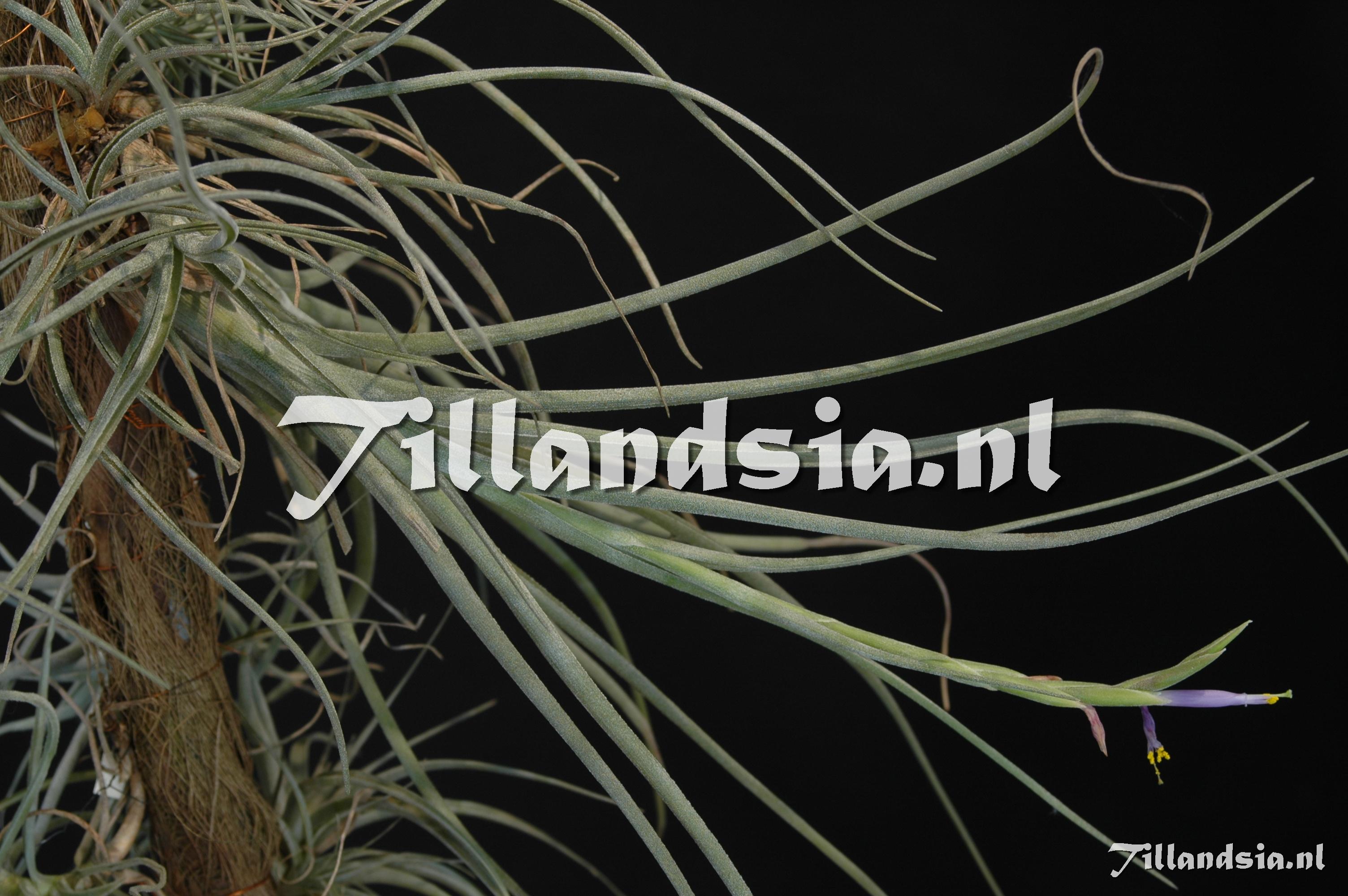 266 Tillandsia baileyi
