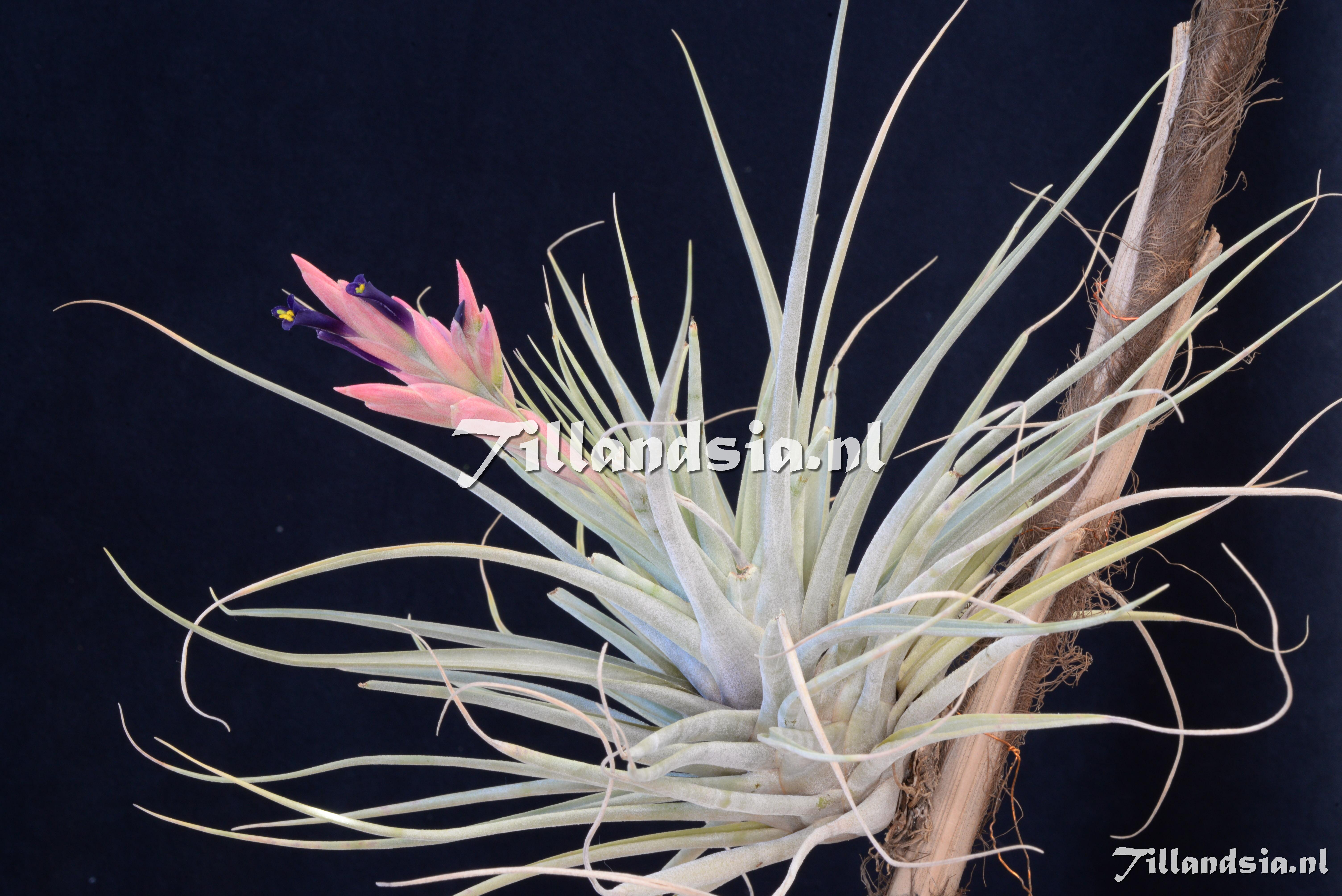 2689 Tillandsia kickiae