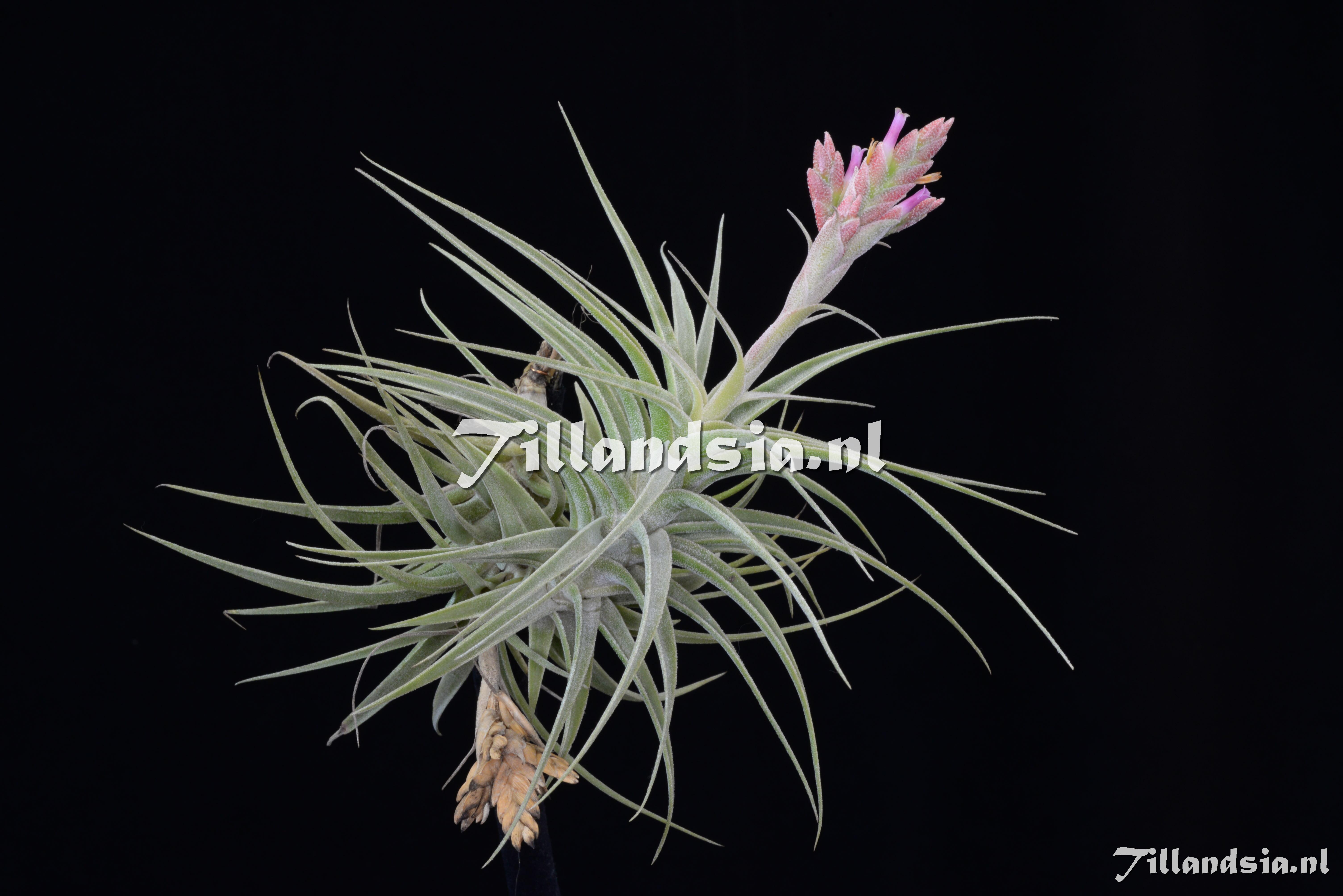 2696 Tillandsia latifolia
