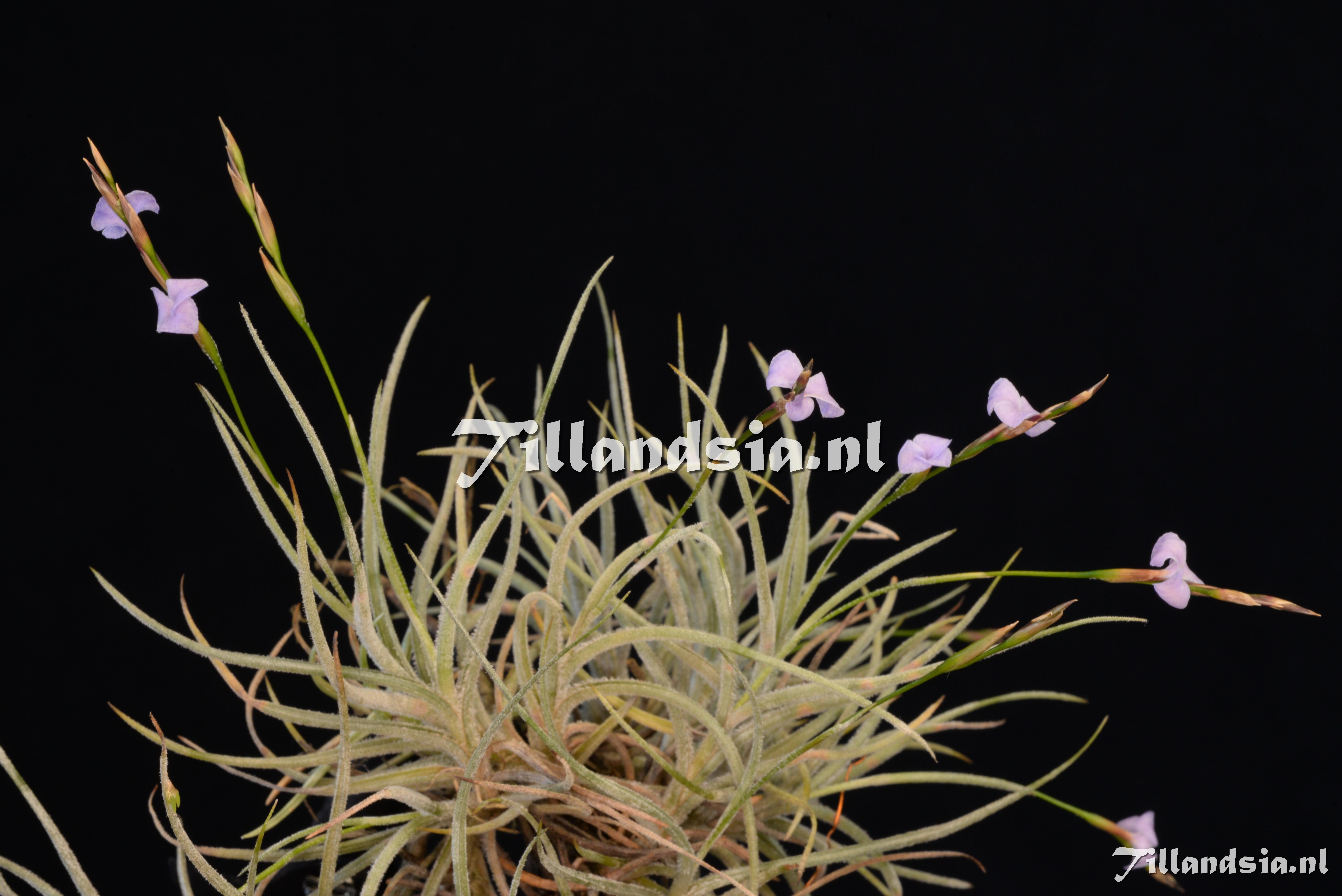 2869 Tillandsia bandensis