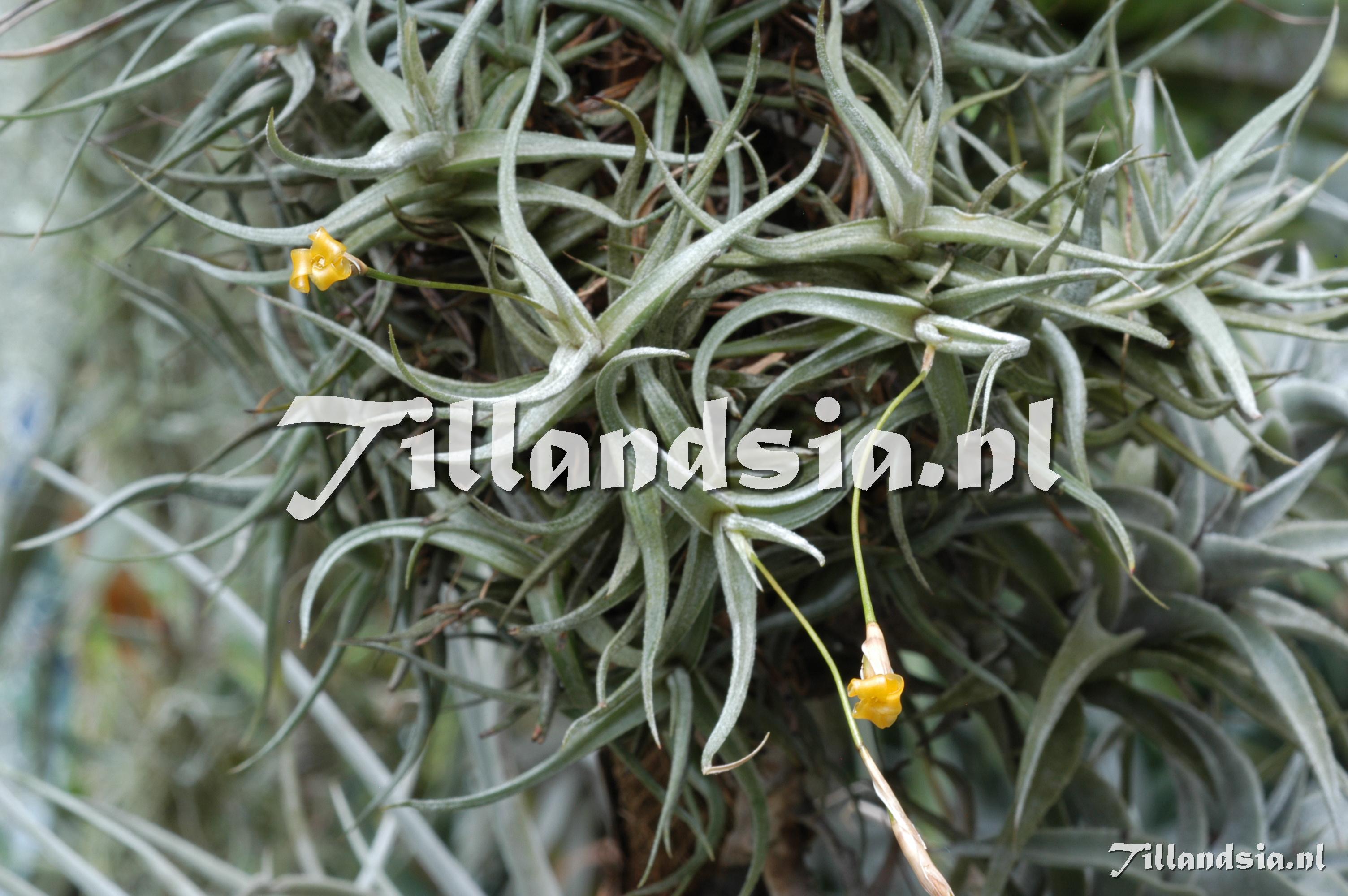 307 Tillandsia funebris