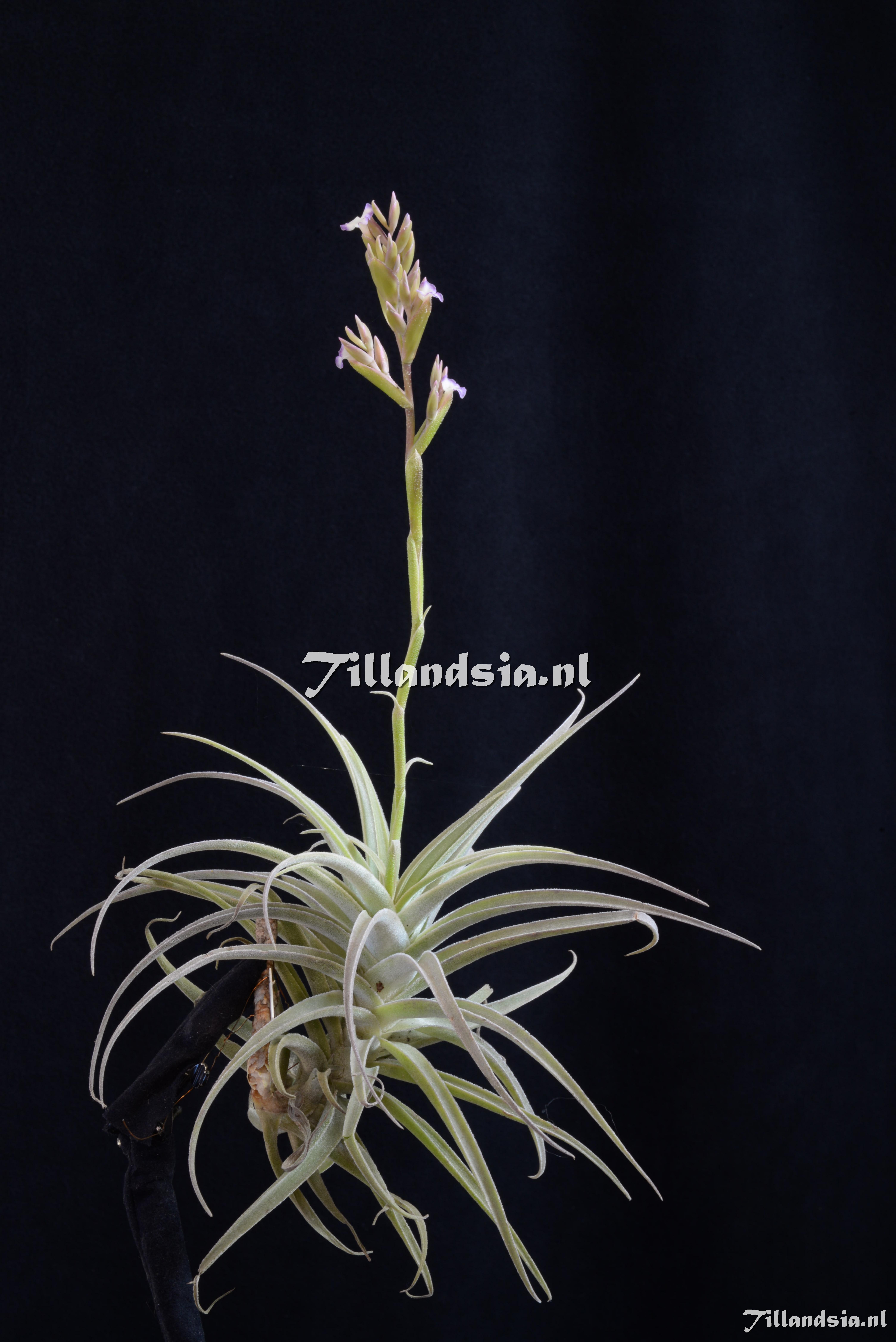 3077 Tillandsia purpurea