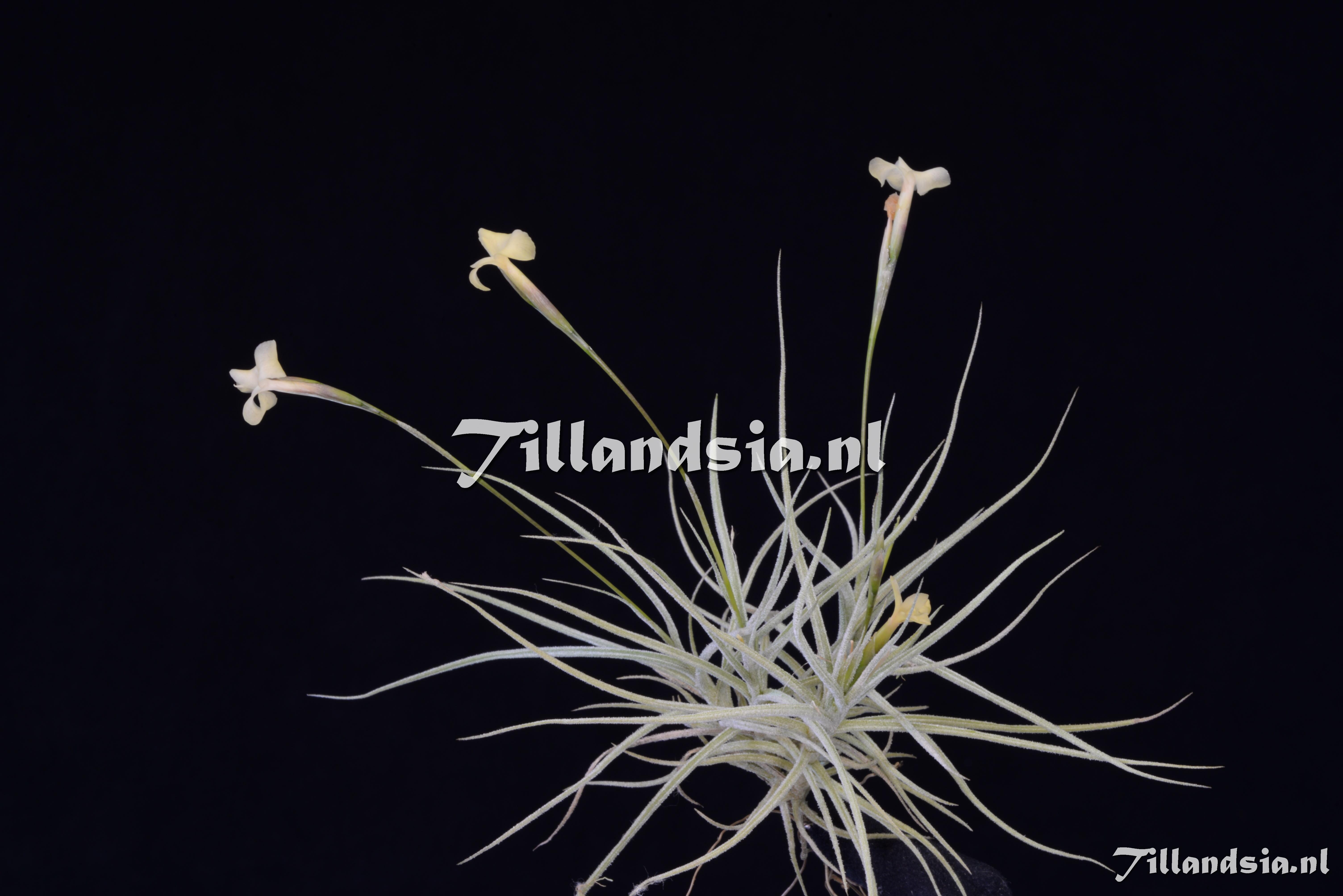 3154 Tillandsia Baby Yellow (rectangula x mallemontii)