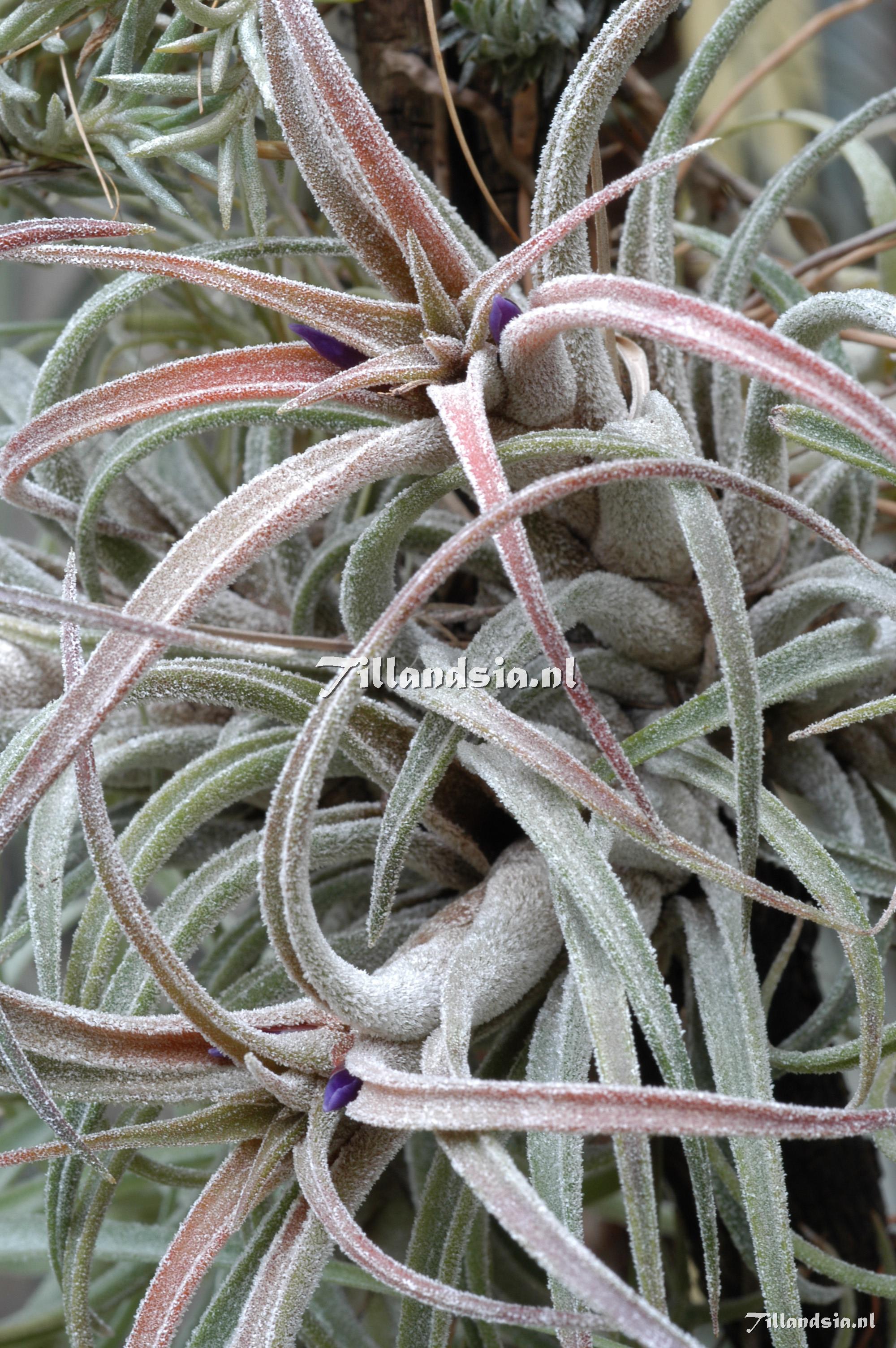 318 Tillandsia praschekii