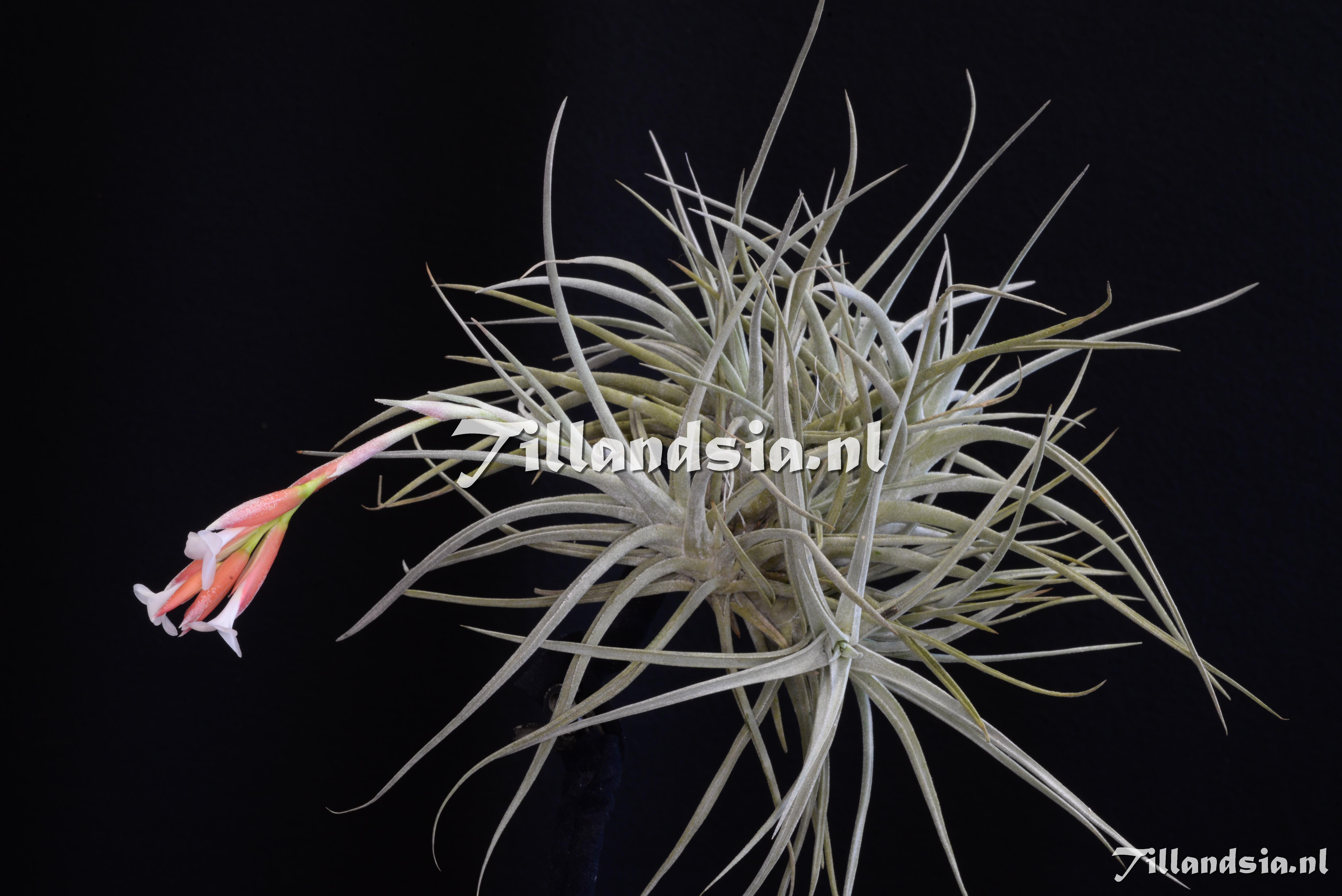 3221 Tillandsia moraisensis
