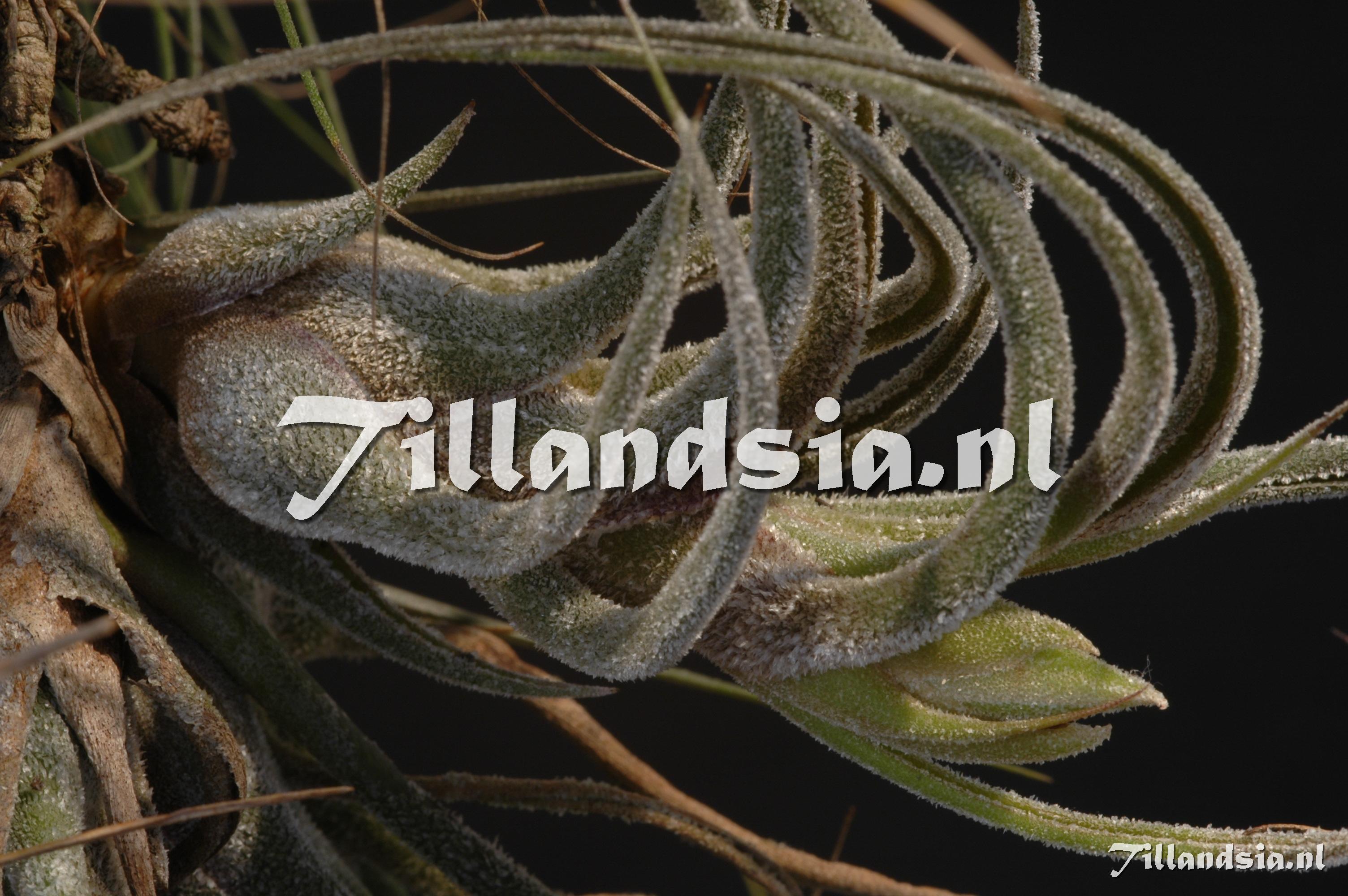 323 Tillandsia pruinosa