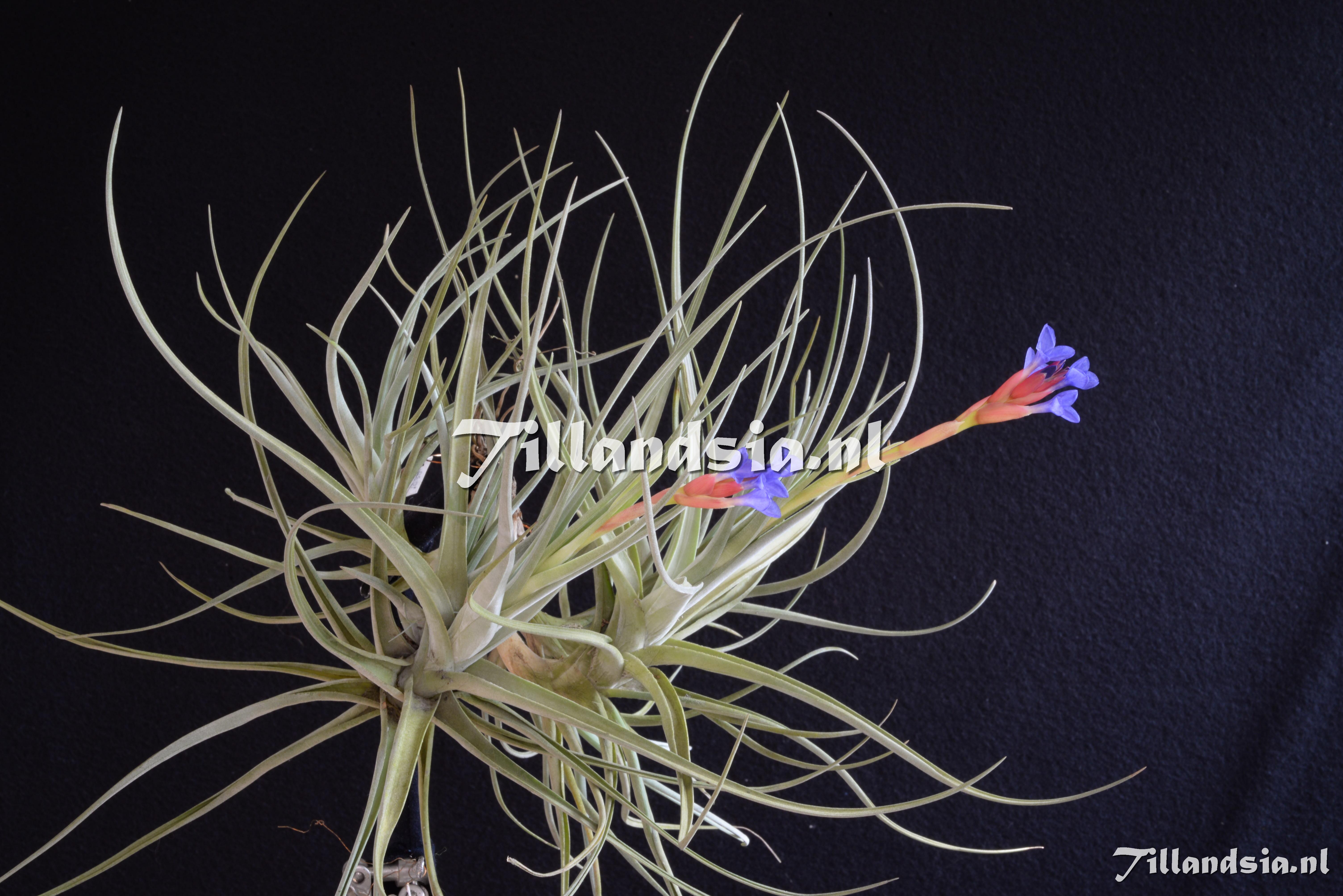 3245 Tillandsia winkleri